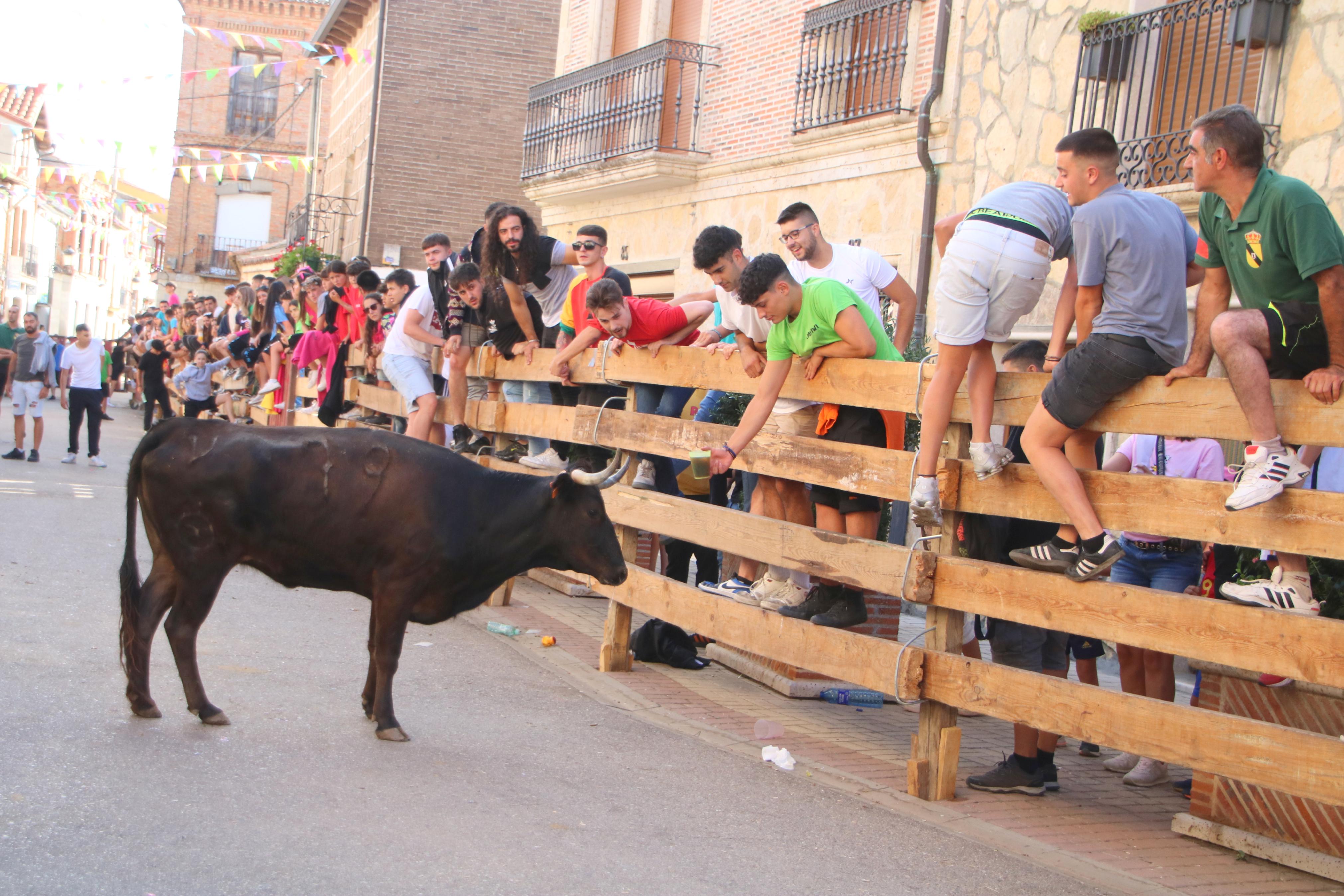 Torquemada, fiel a sus encierros tradicionales