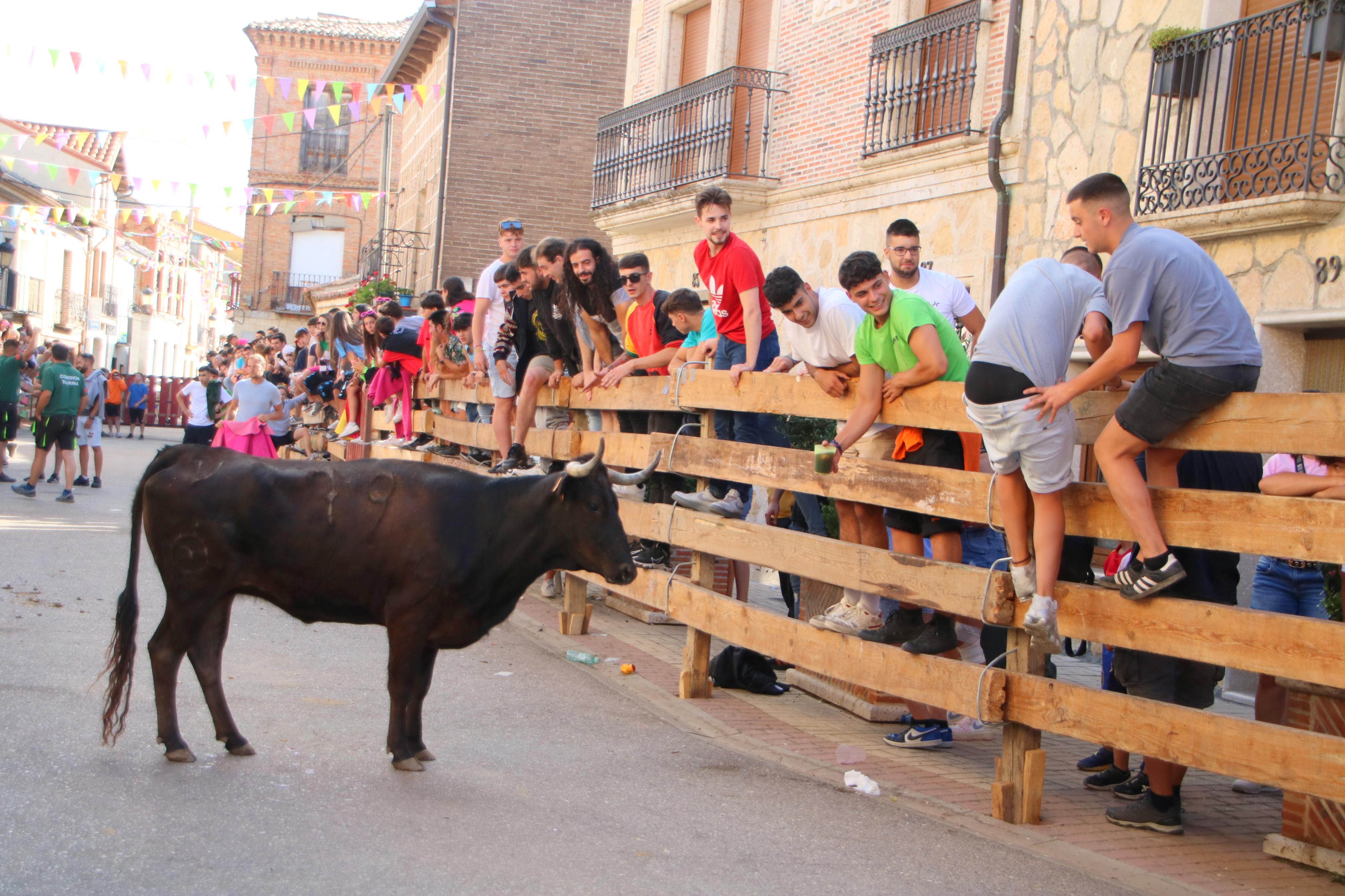 Torquemada, fiel a sus encierros tradicionales