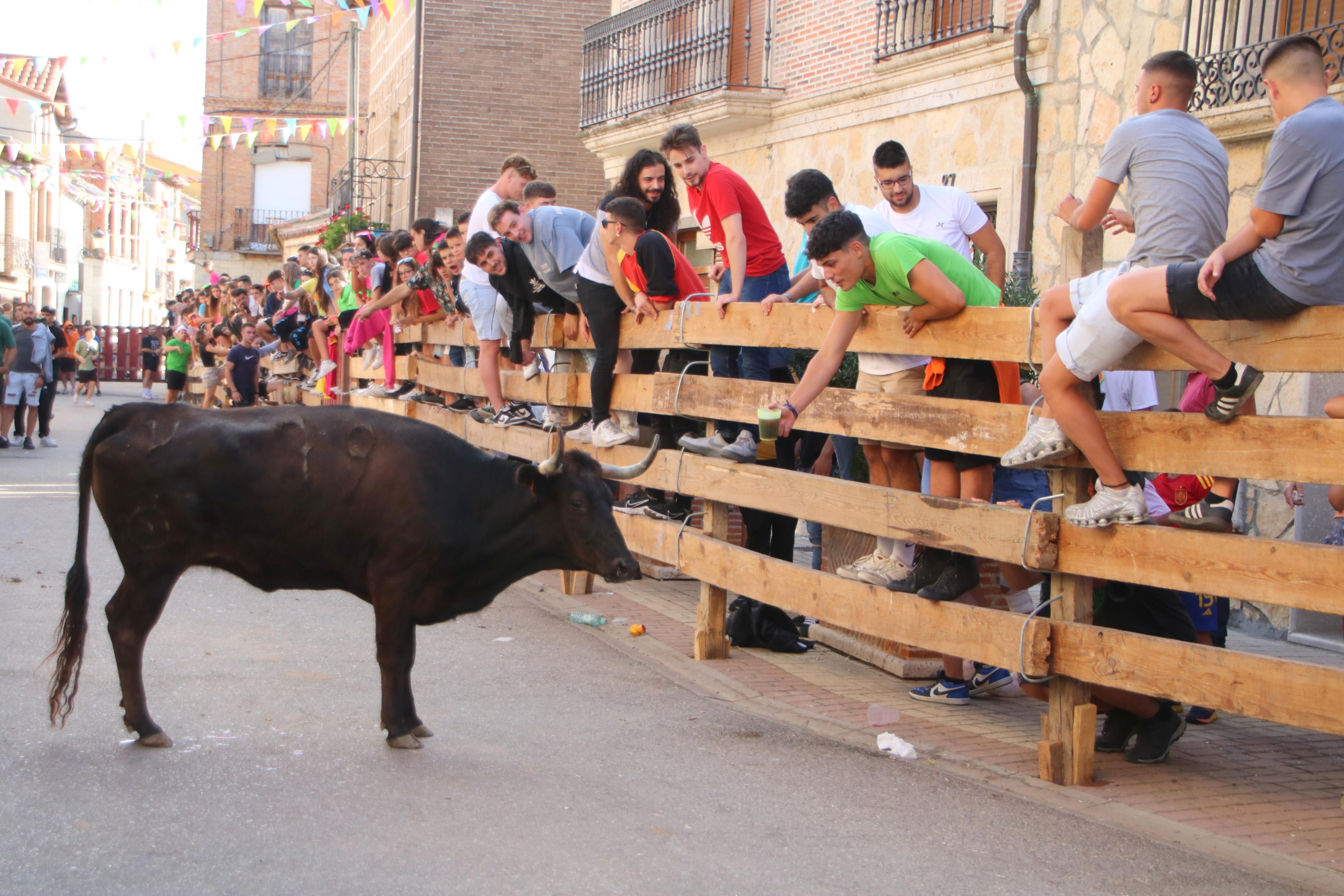 Torquemada, fiel a sus encierros tradicionales