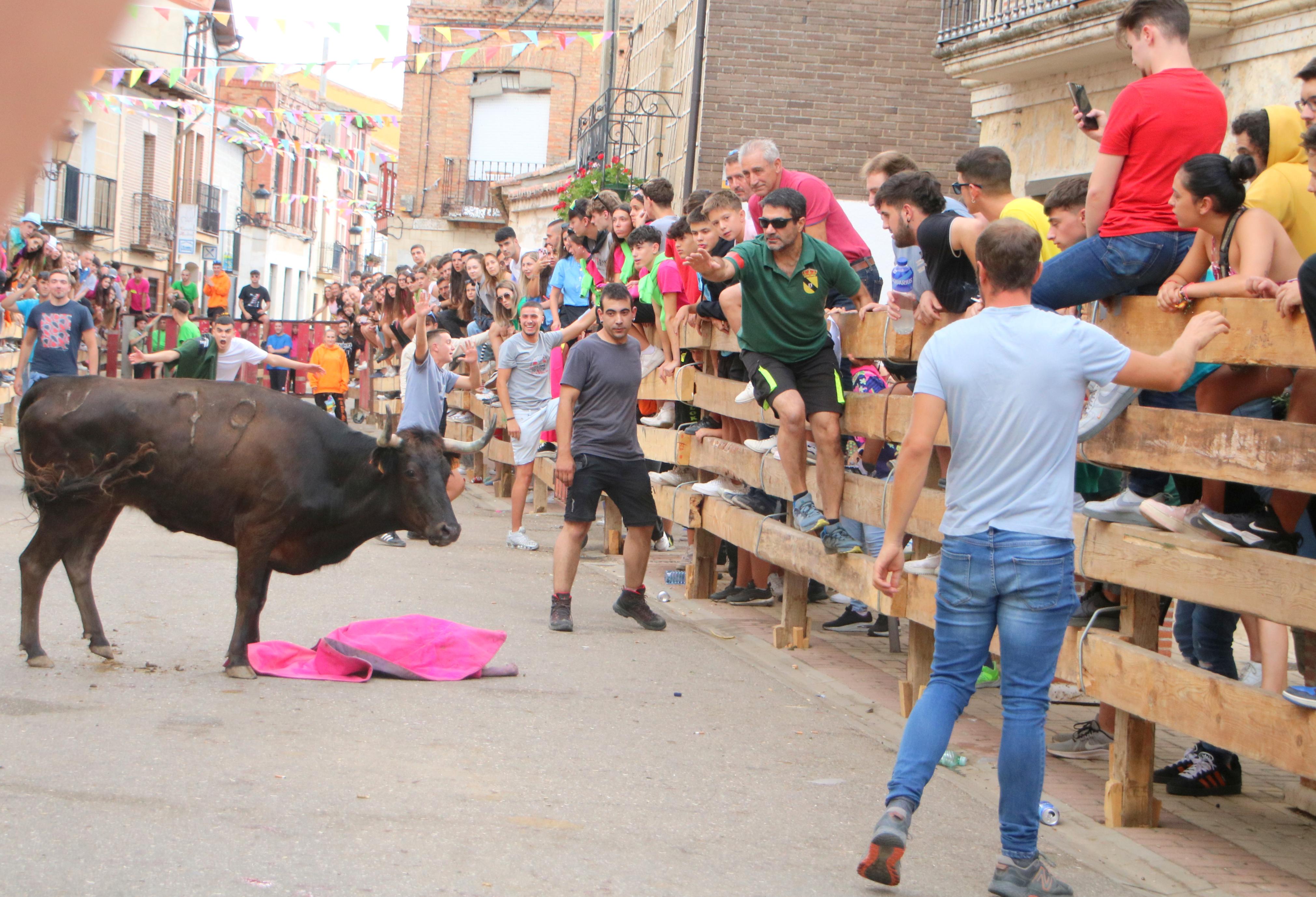 Torquemada, fiel a sus encierros tradicionales