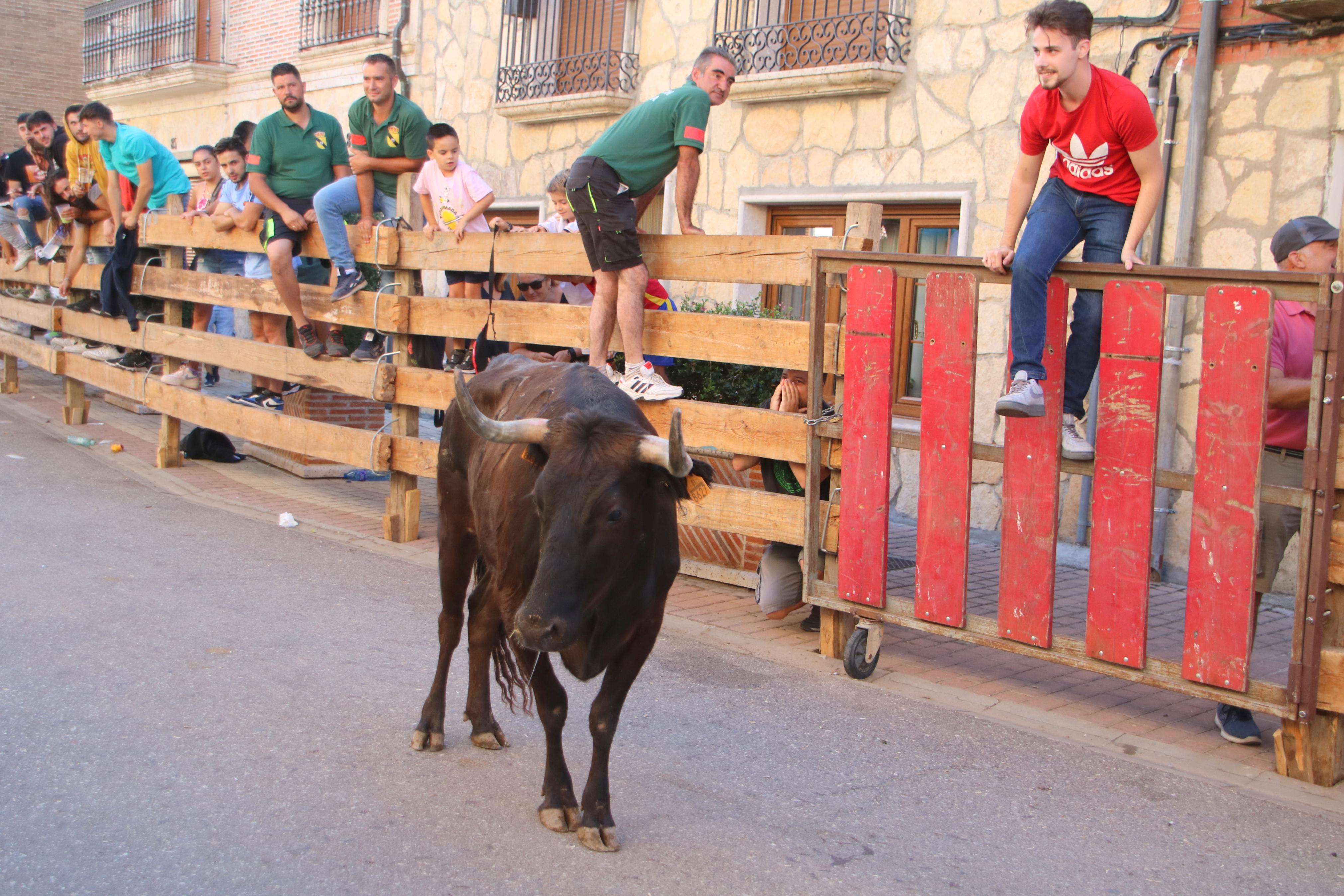 Torquemada, fiel a sus encierros tradicionales