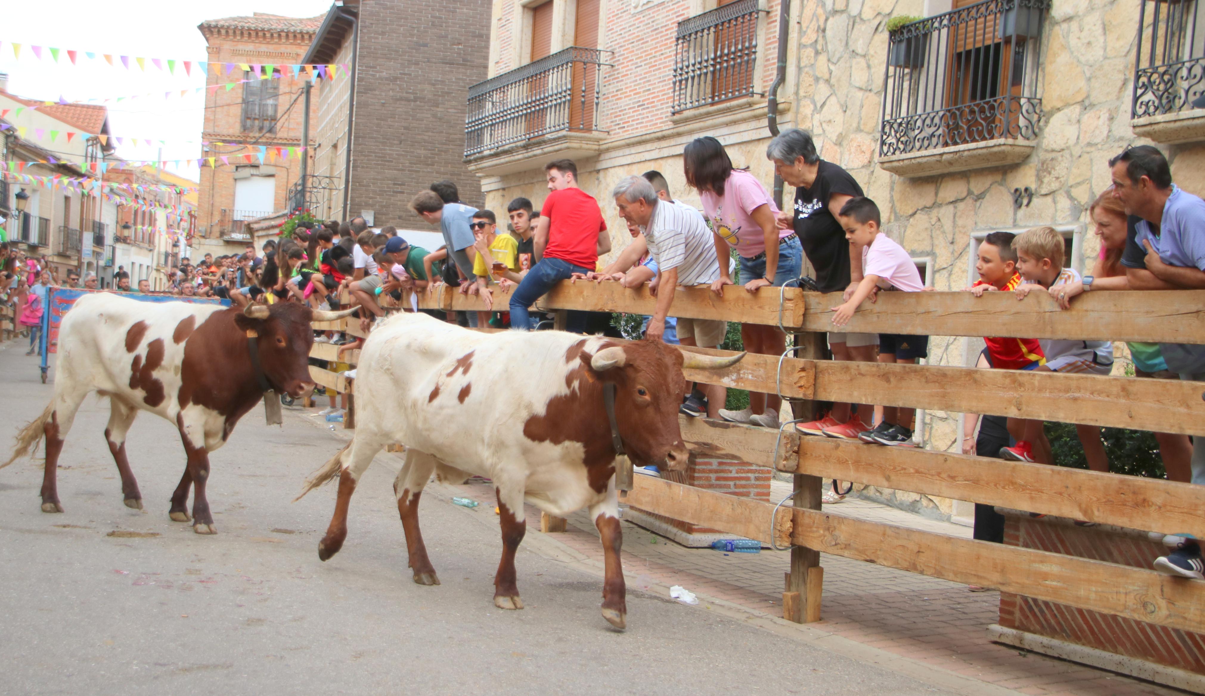 Torquemada, fiel a sus encierros tradicionales