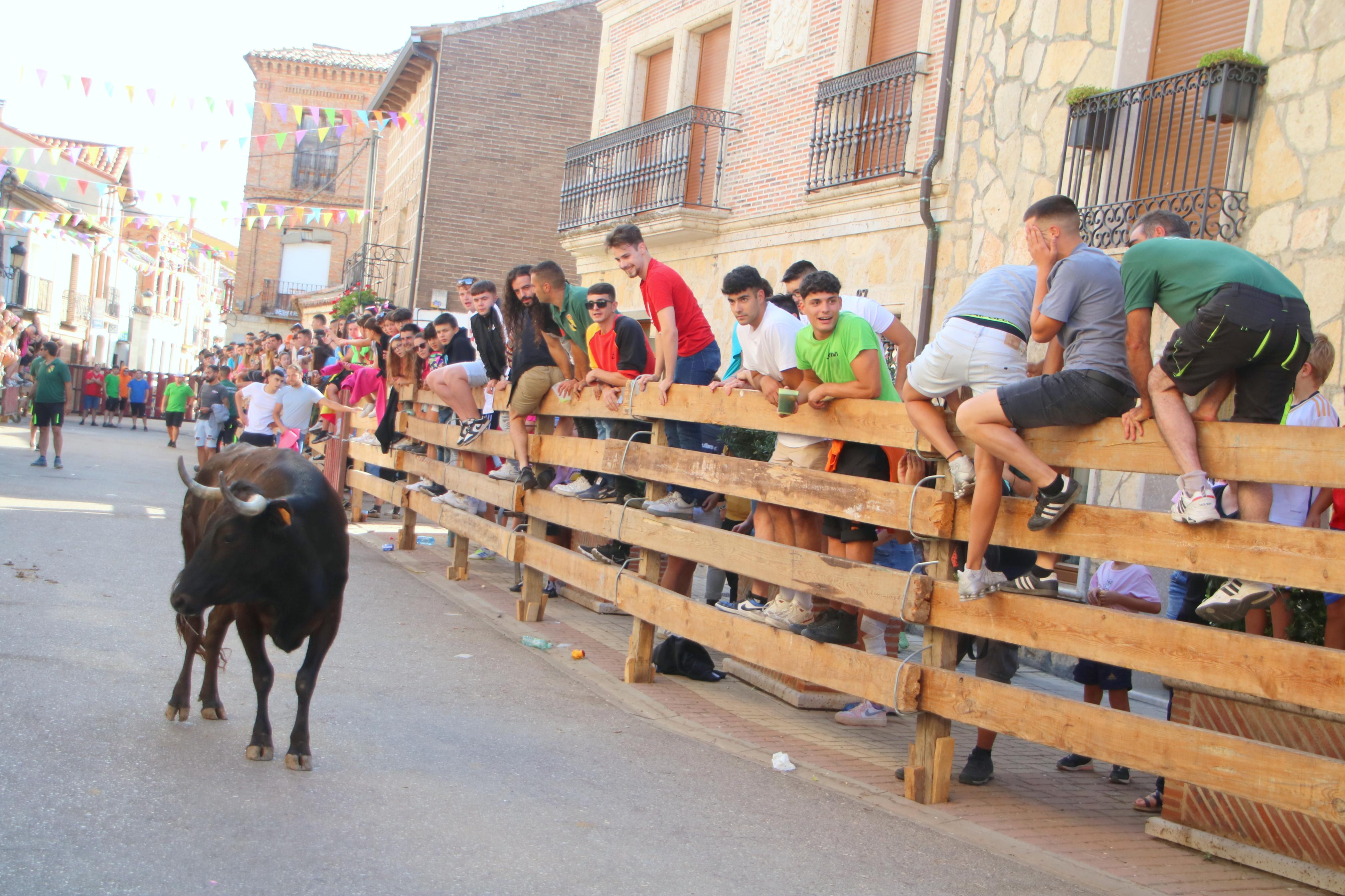 Torquemada, fiel a sus encierros tradicionales