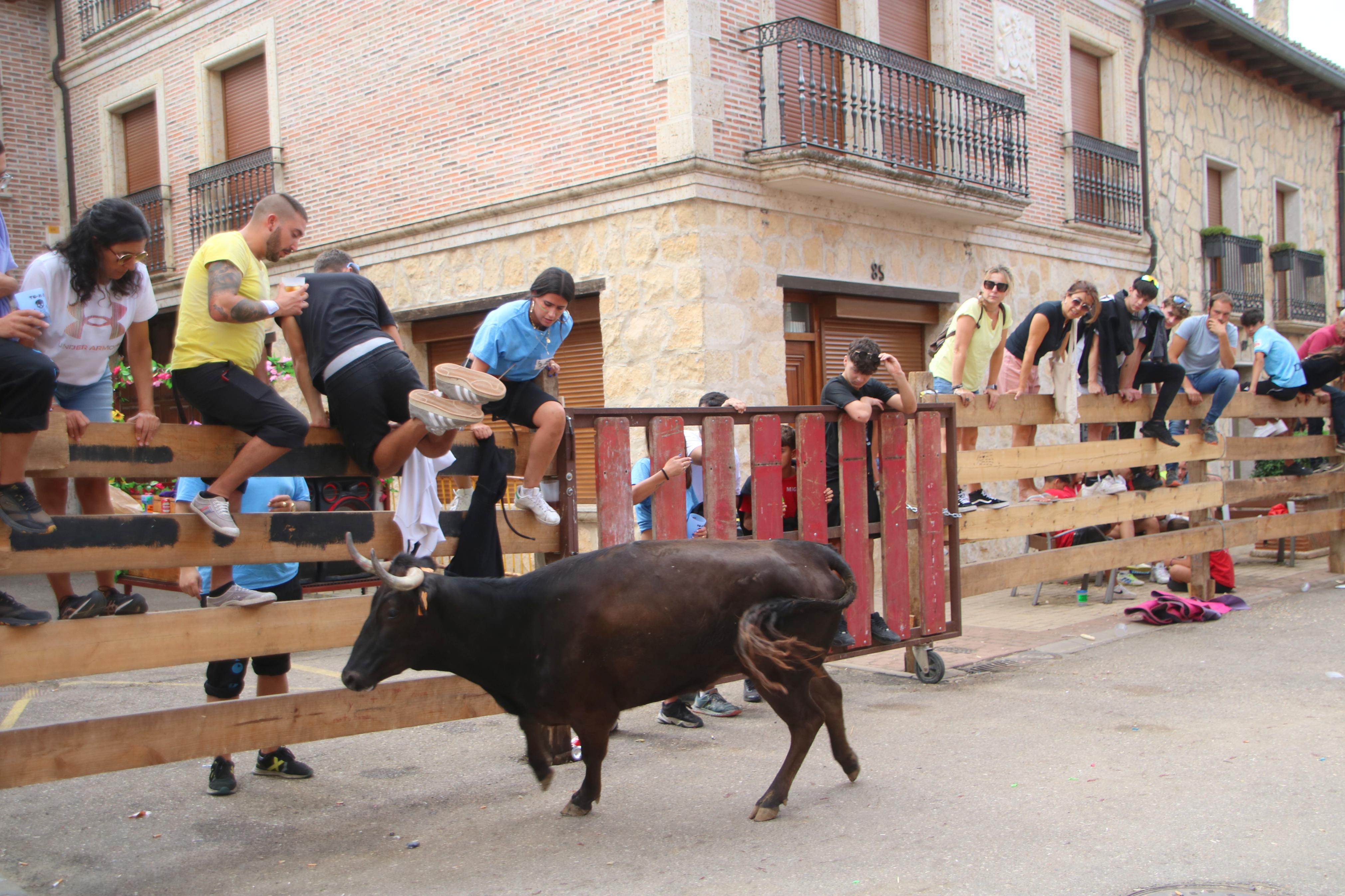 Torquemada, fiel a sus encierros tradicionales