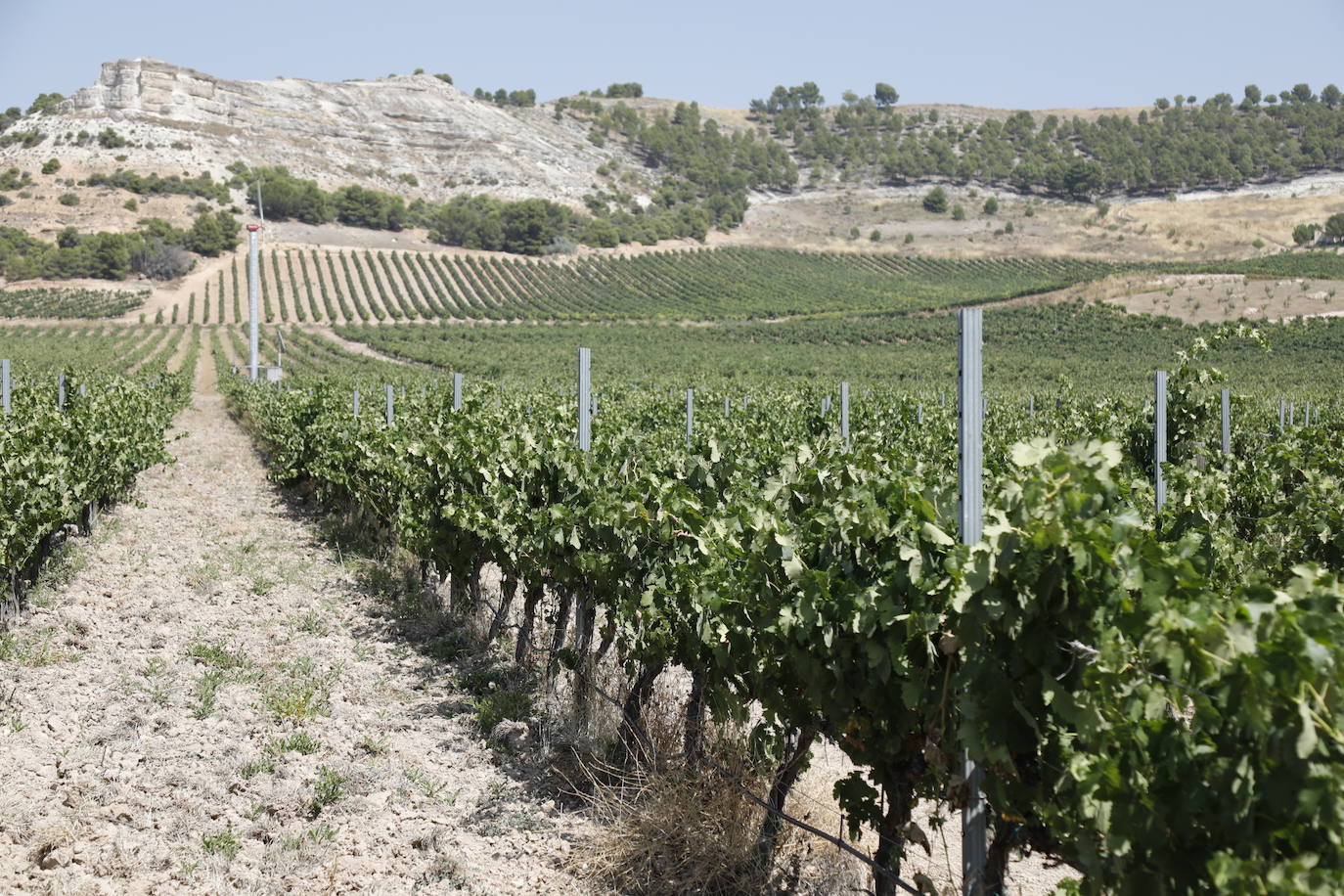 Las imágenes de los viñedos de Peñafiel