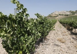 Viñedos de Ribera del Duero en Peñafiel