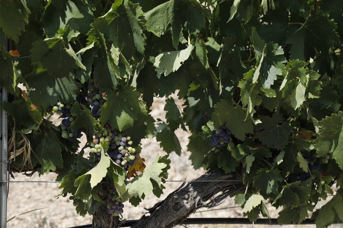 Las imágenes de los viñedos de Peñafiel