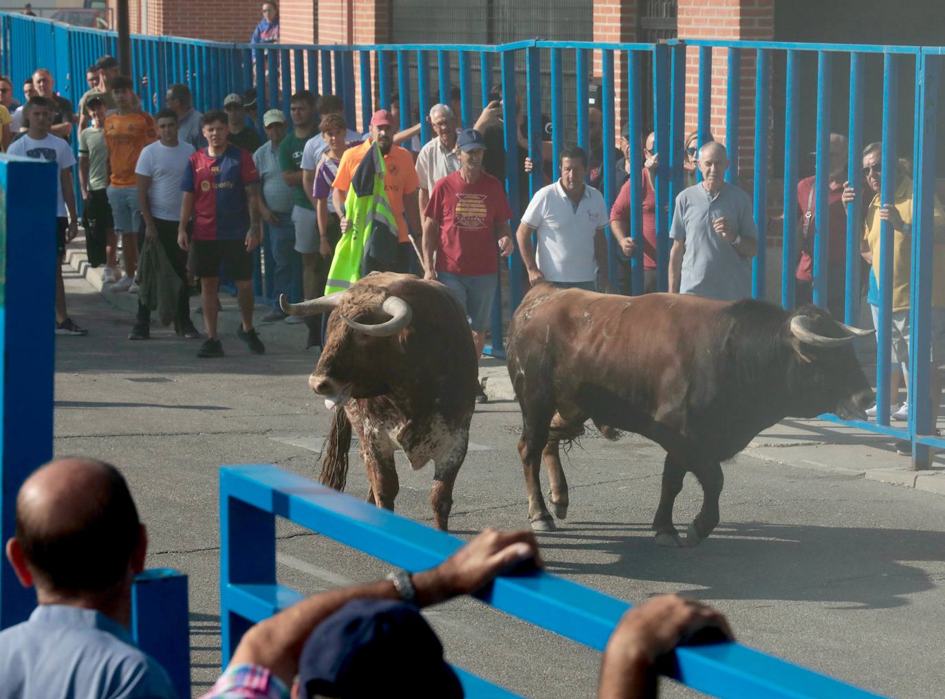 Encierro del lunes en Aldeamayor de San Martín