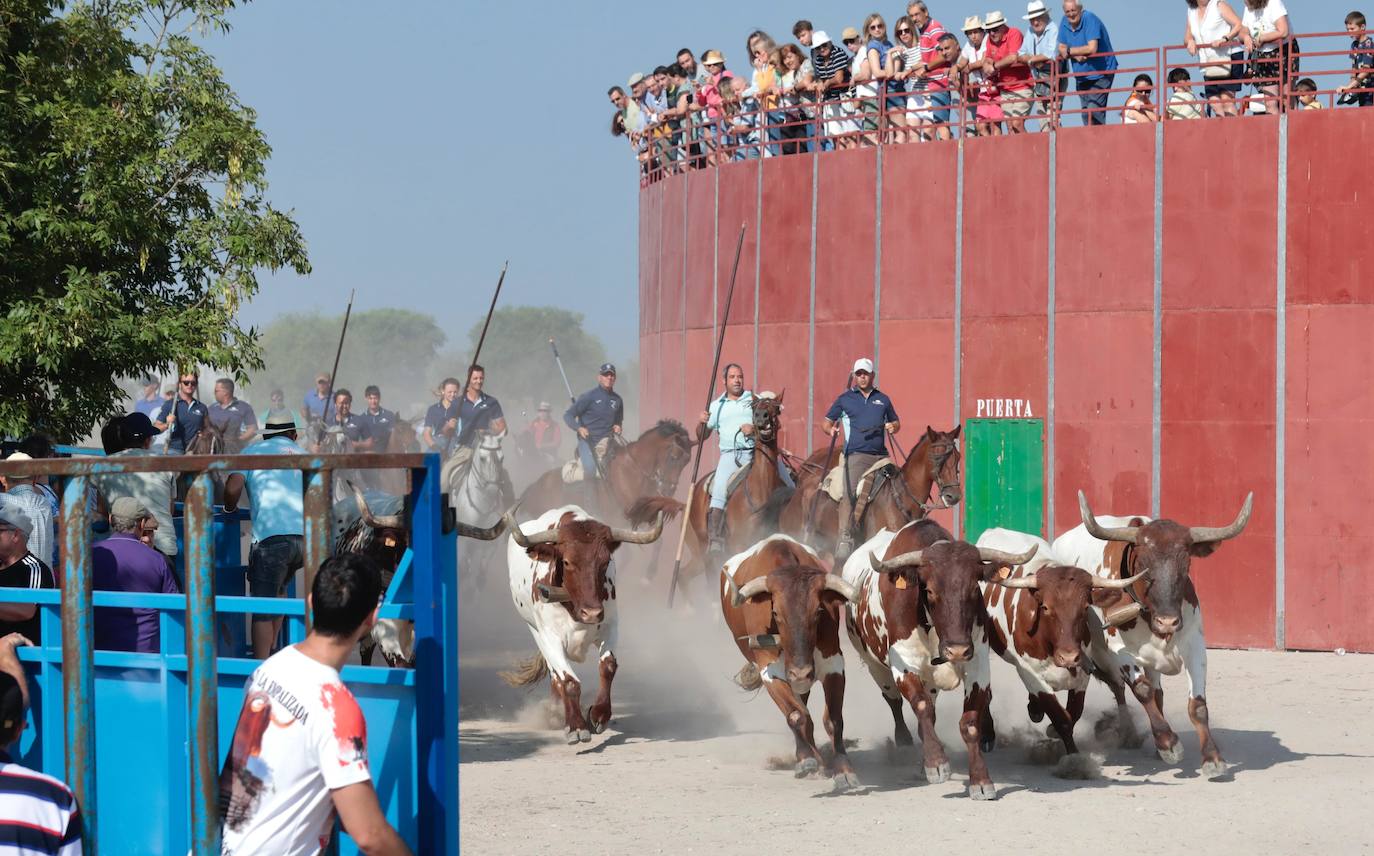 Encierro del lunes en Aldeamayor de San Martín