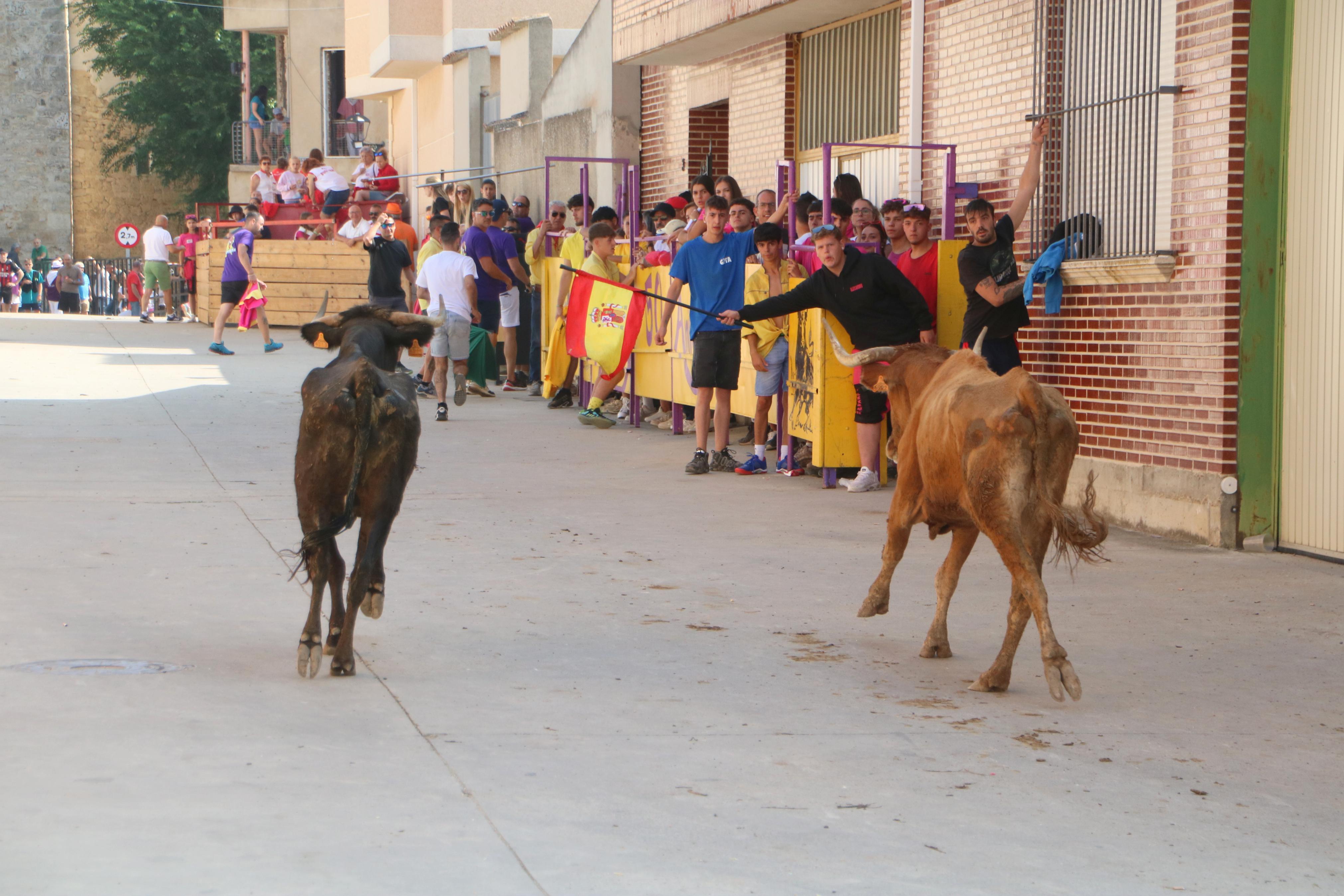 Dueñas celebra sus encierros tradicionales