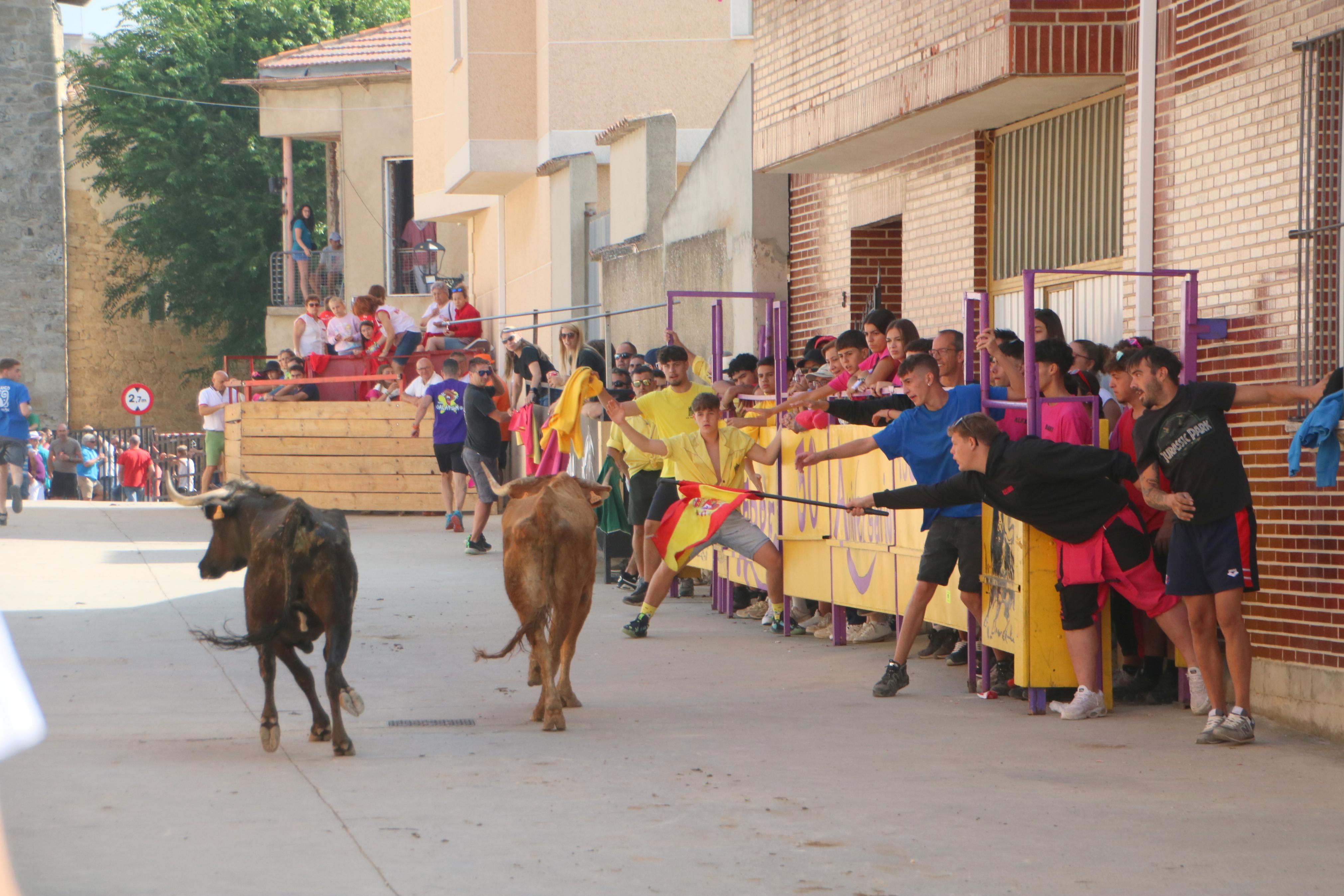 Dueñas celebra sus encierros tradicionales