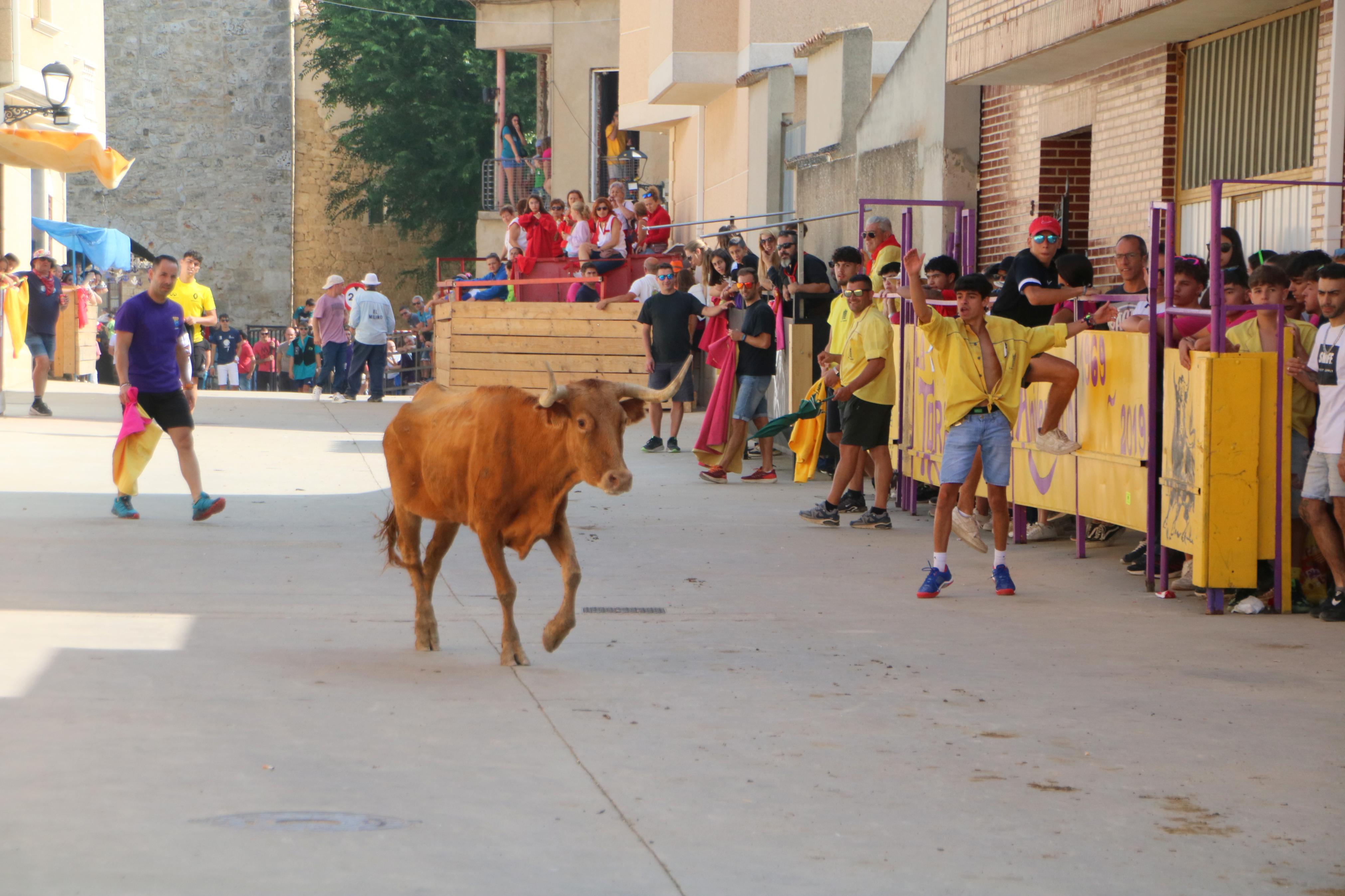 Dueñas celebra sus encierros tradicionales