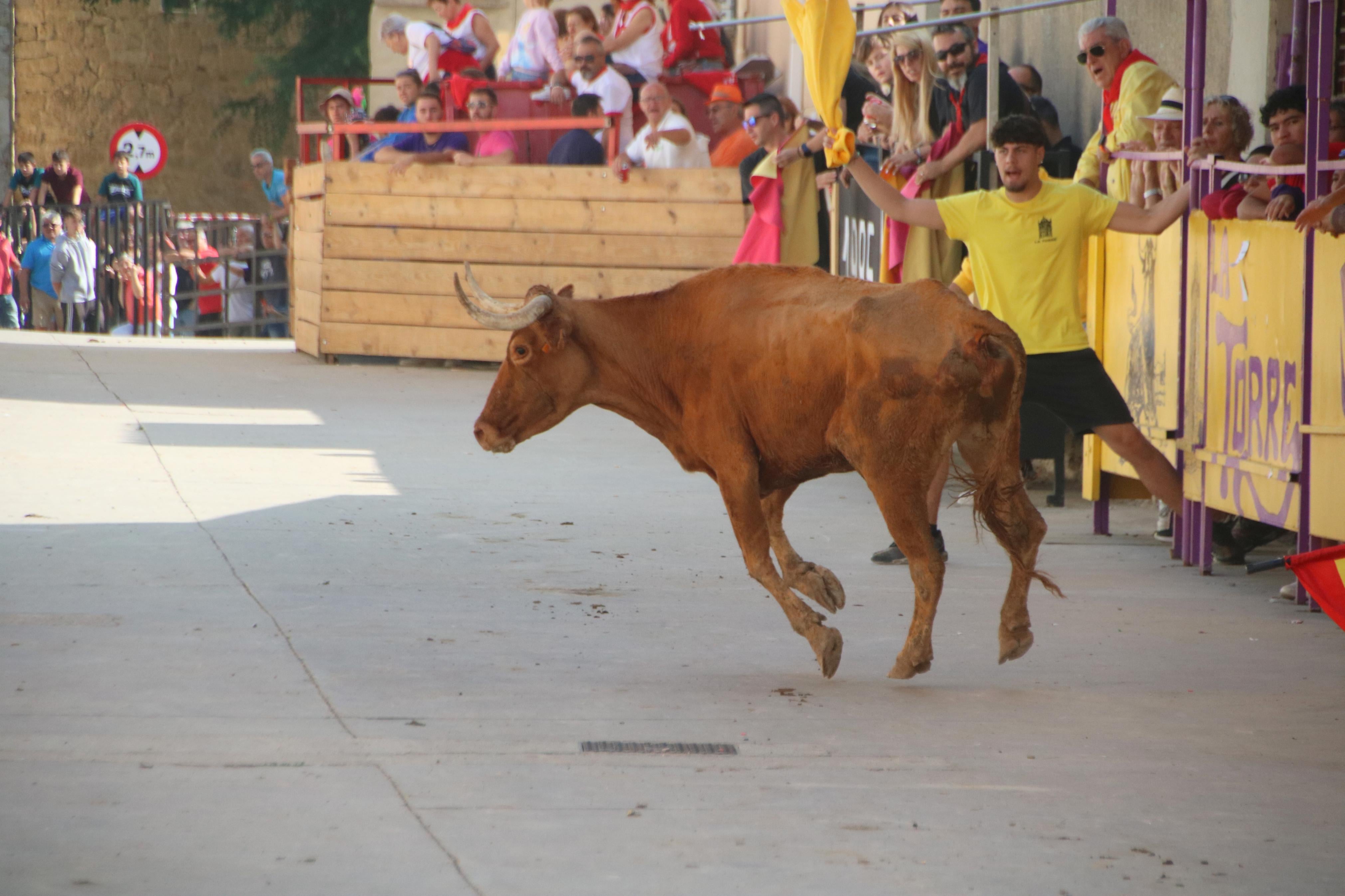 Dueñas celebra sus encierros tradicionales
