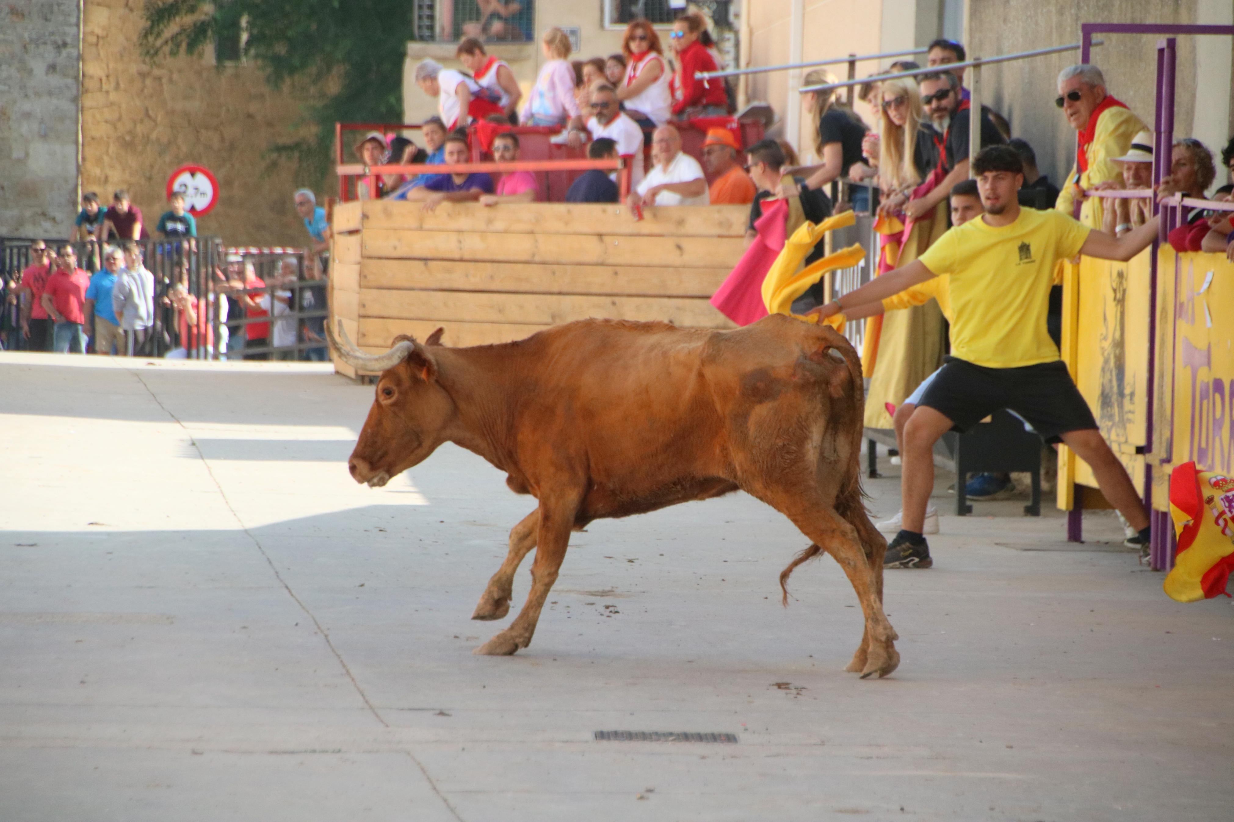 Dueñas celebra sus encierros tradicionales