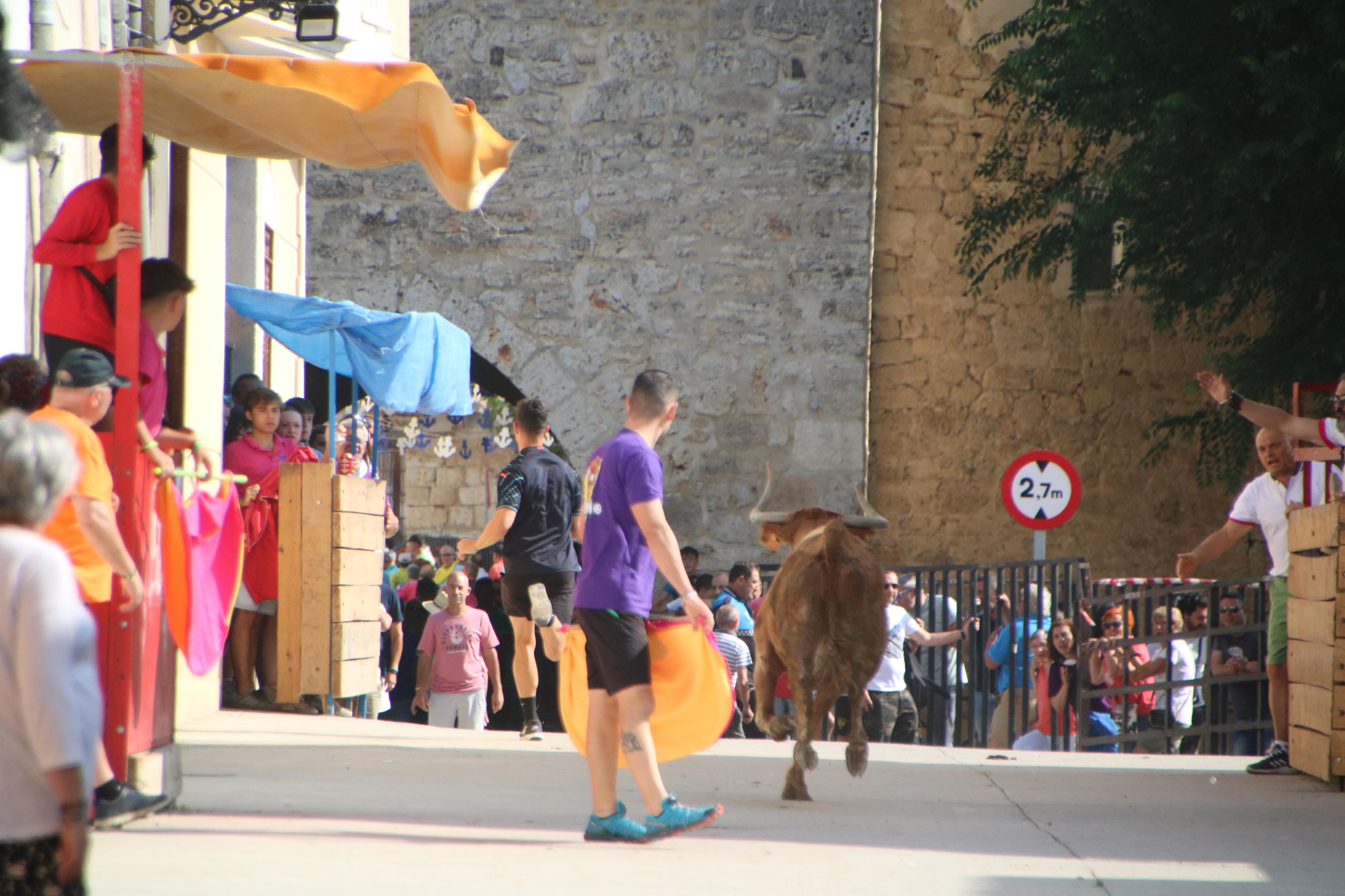 Dueñas celebra sus encierros tradicionales
