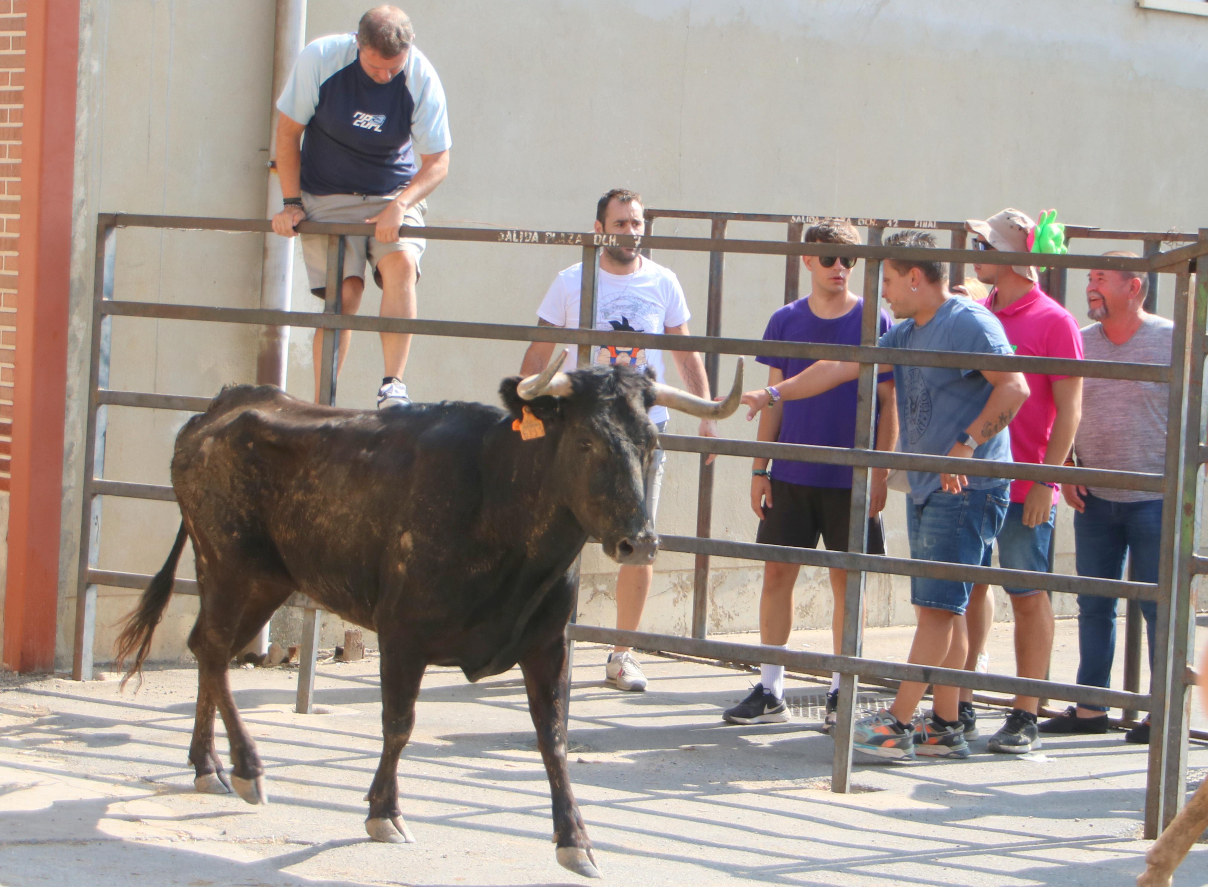 Dueñas celebra sus encierros tradicionales