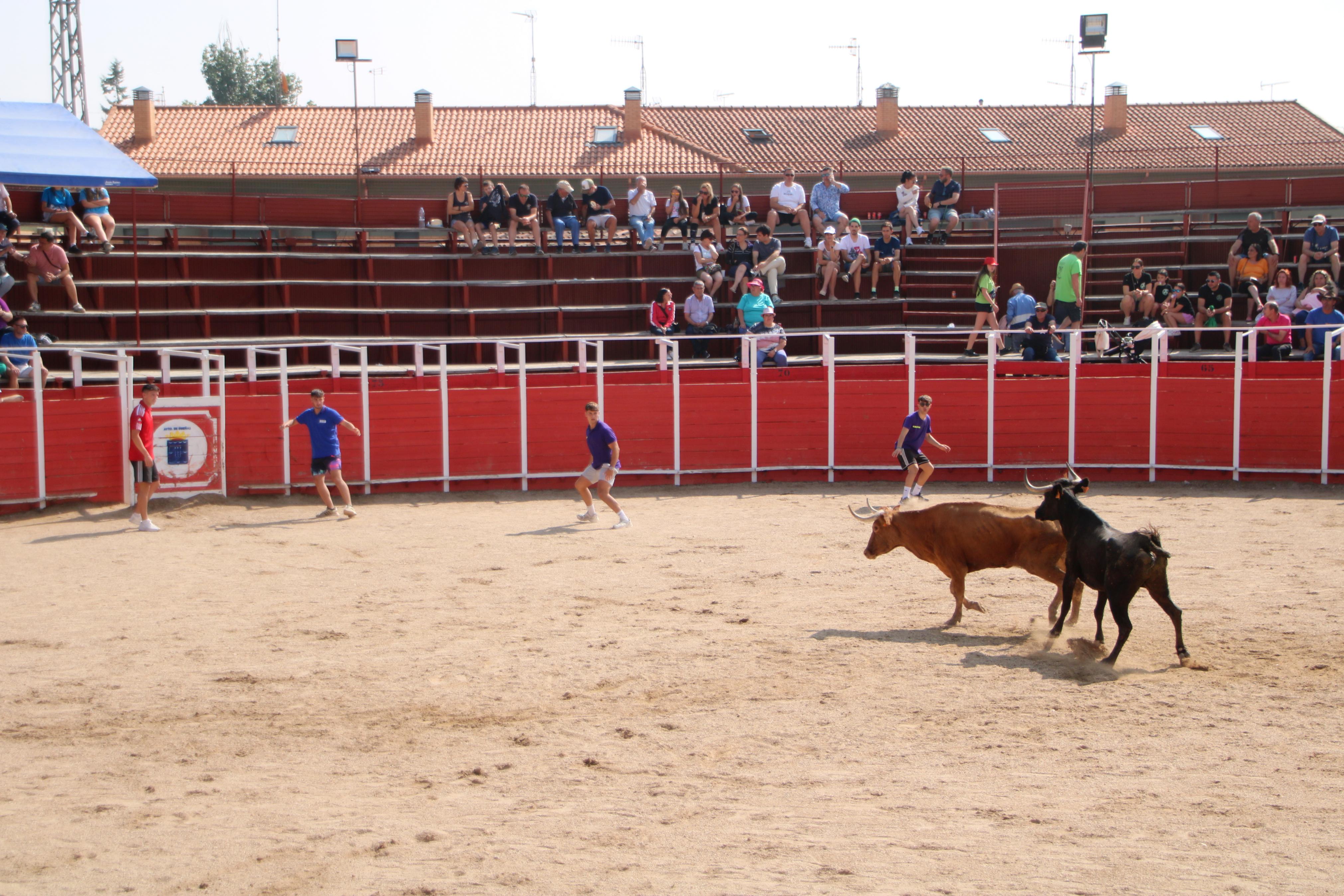 Dueñas celebra sus encierros tradicionales