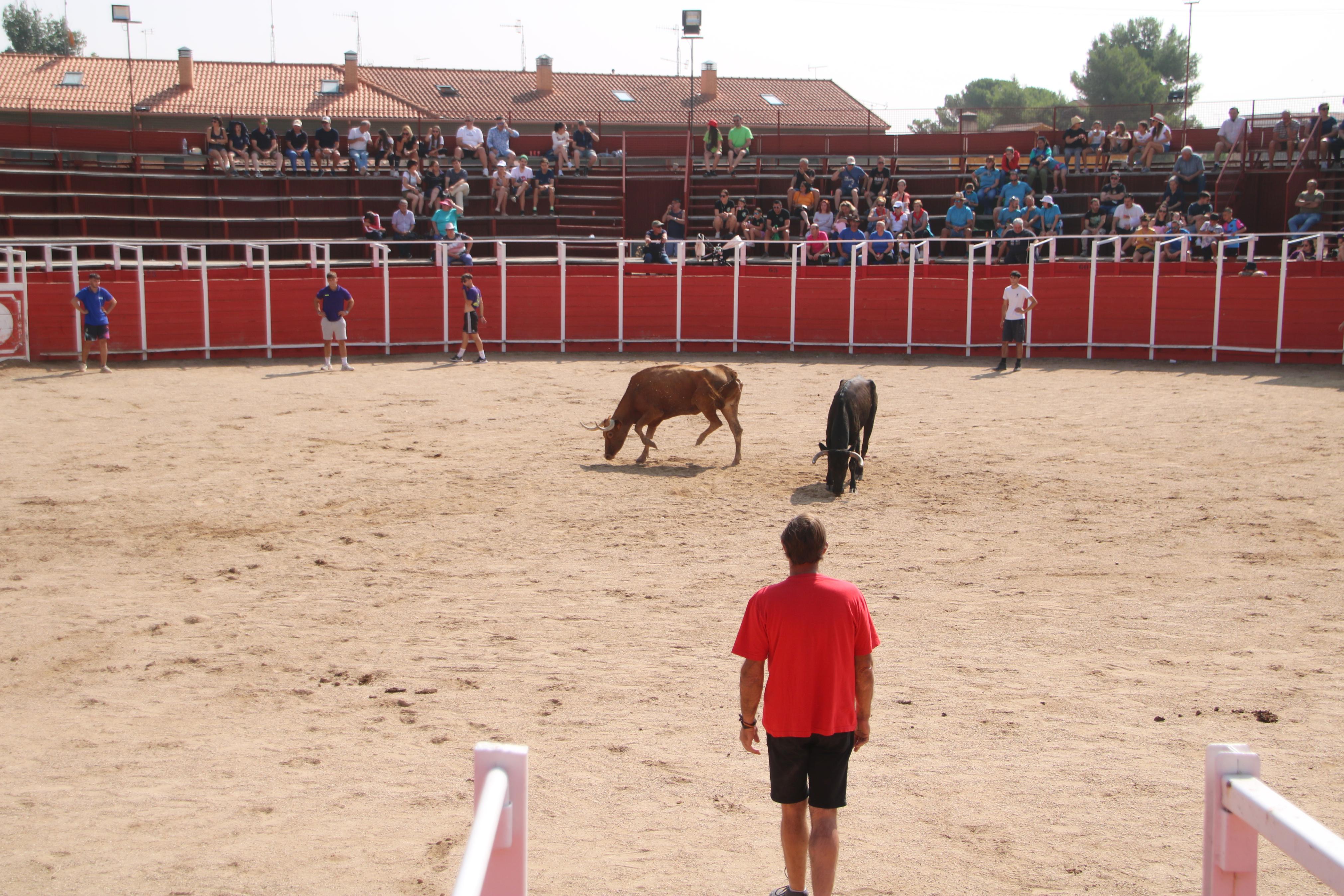 Dueñas celebra sus encierros tradicionales