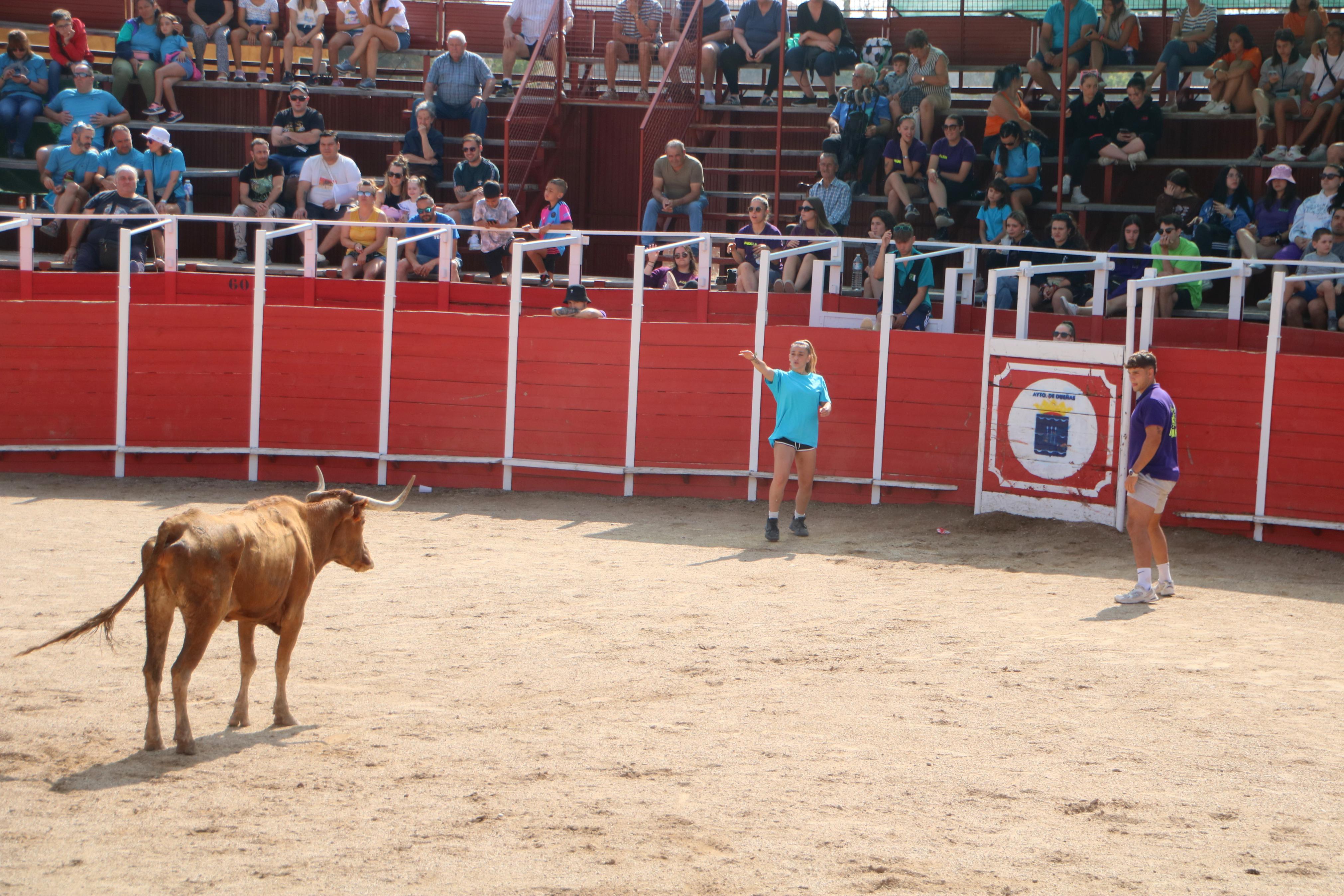 Dueñas celebra sus encierros tradicionales