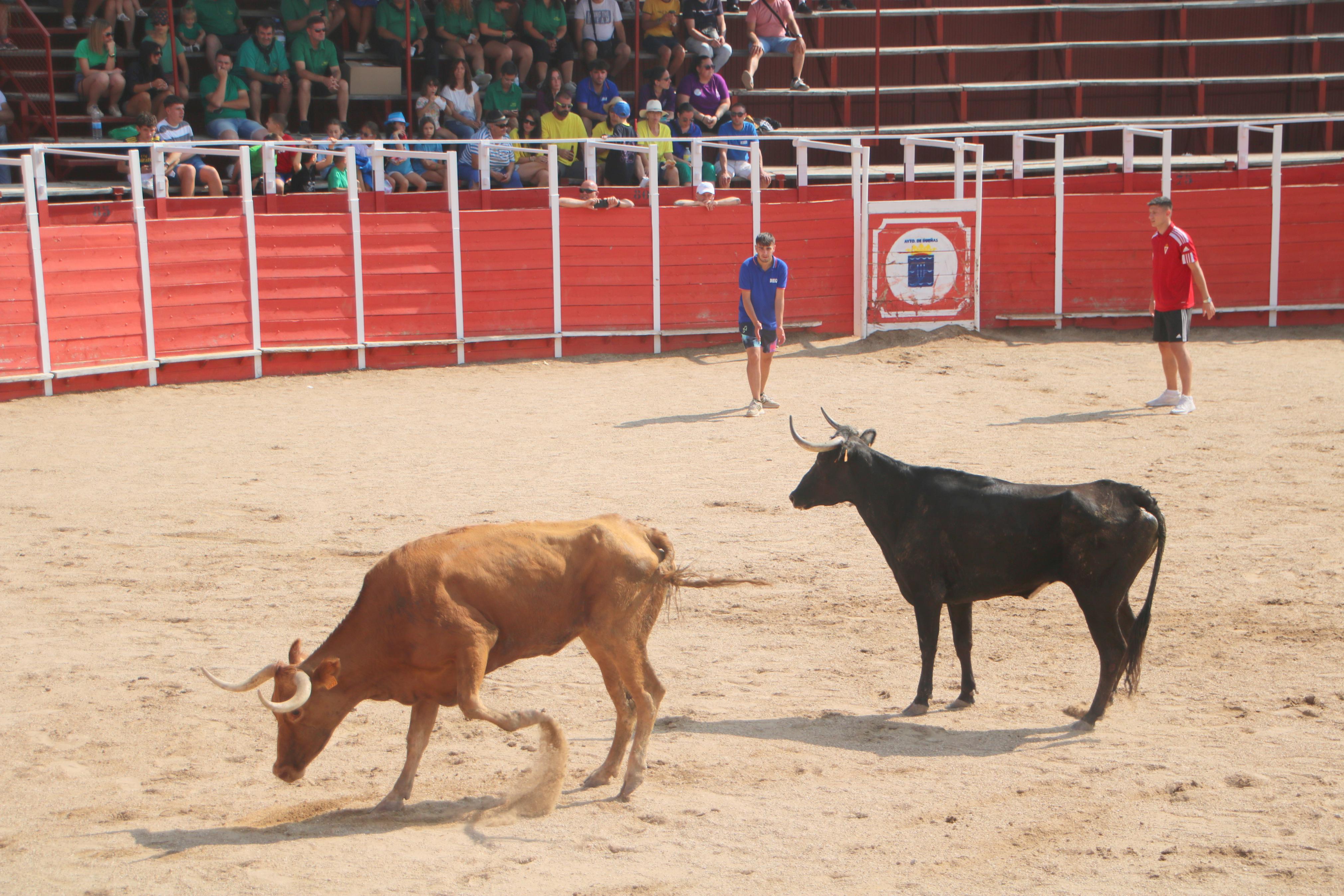 Dueñas celebra sus encierros tradicionales