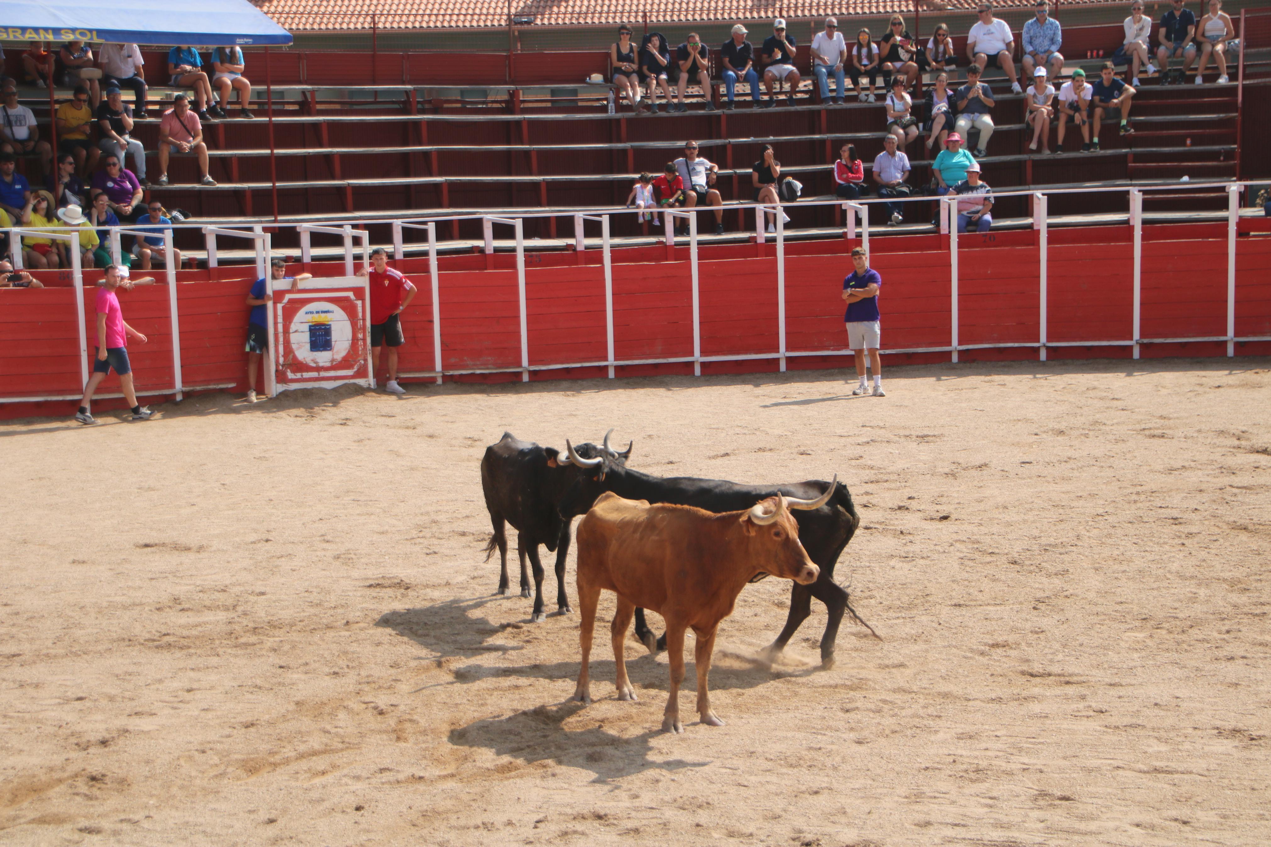 Dueñas celebra sus encierros tradicionales