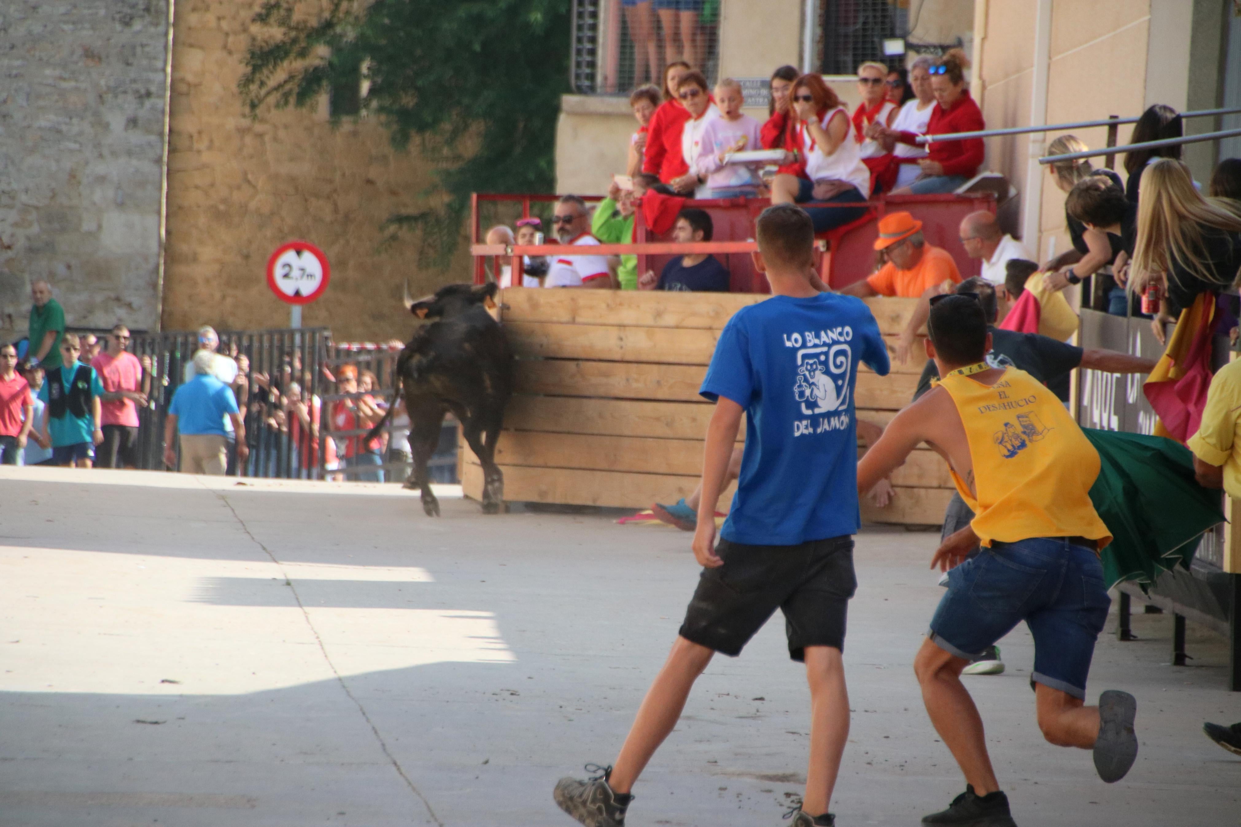 Dueñas celebra sus encierros tradicionales