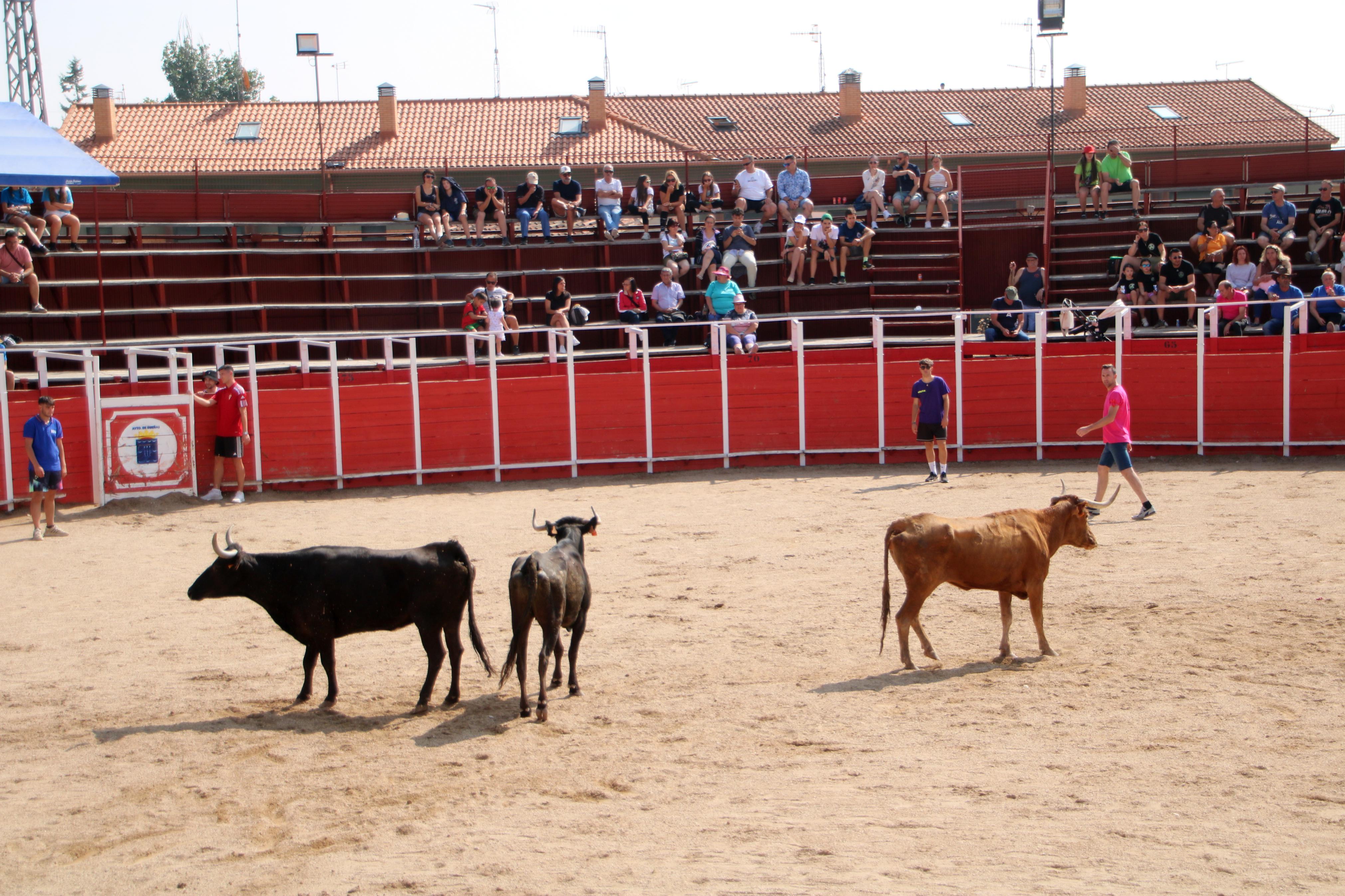 Dueñas celebra sus encierros tradicionales
