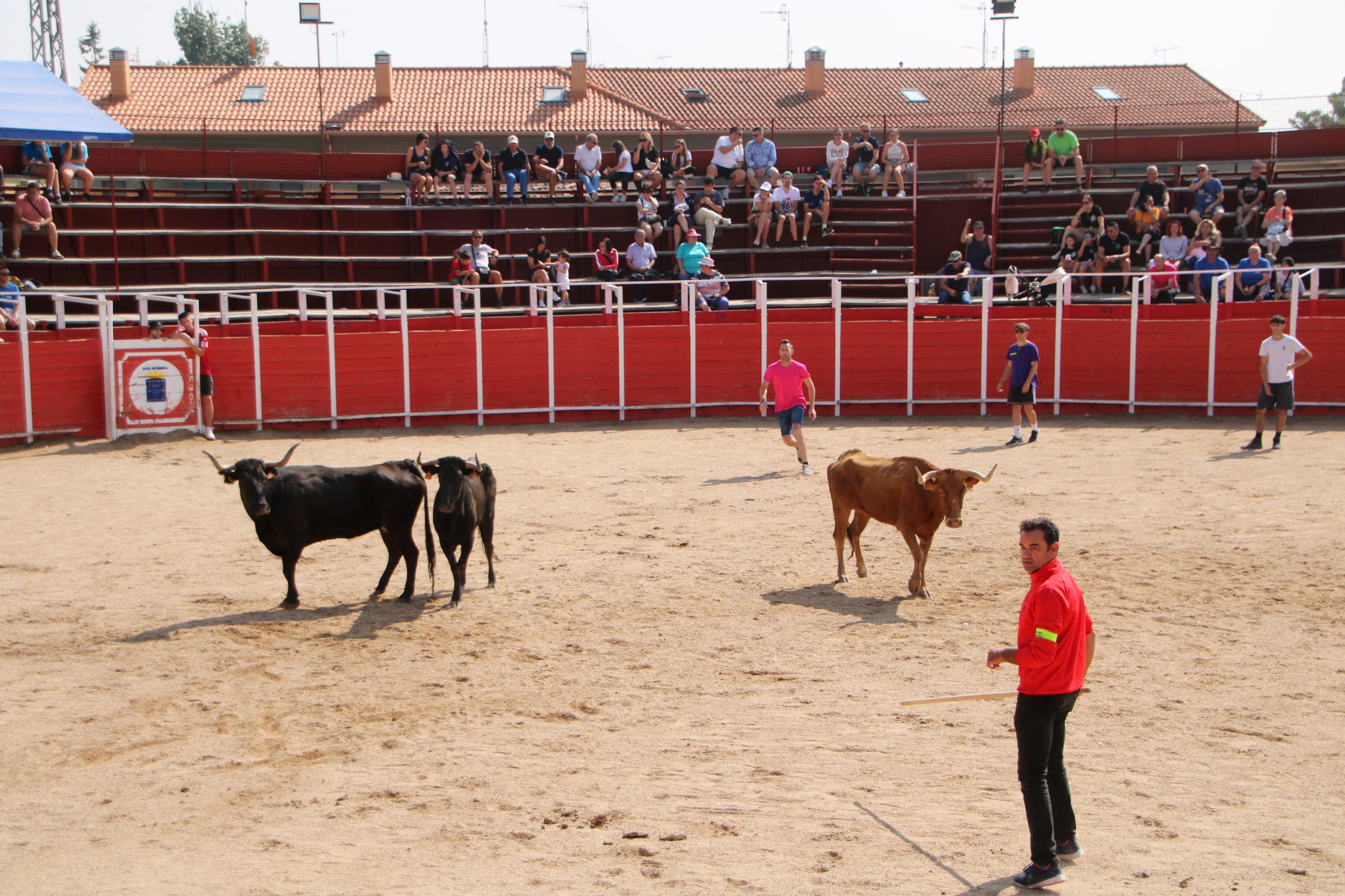 Dueñas celebra sus encierros tradicionales