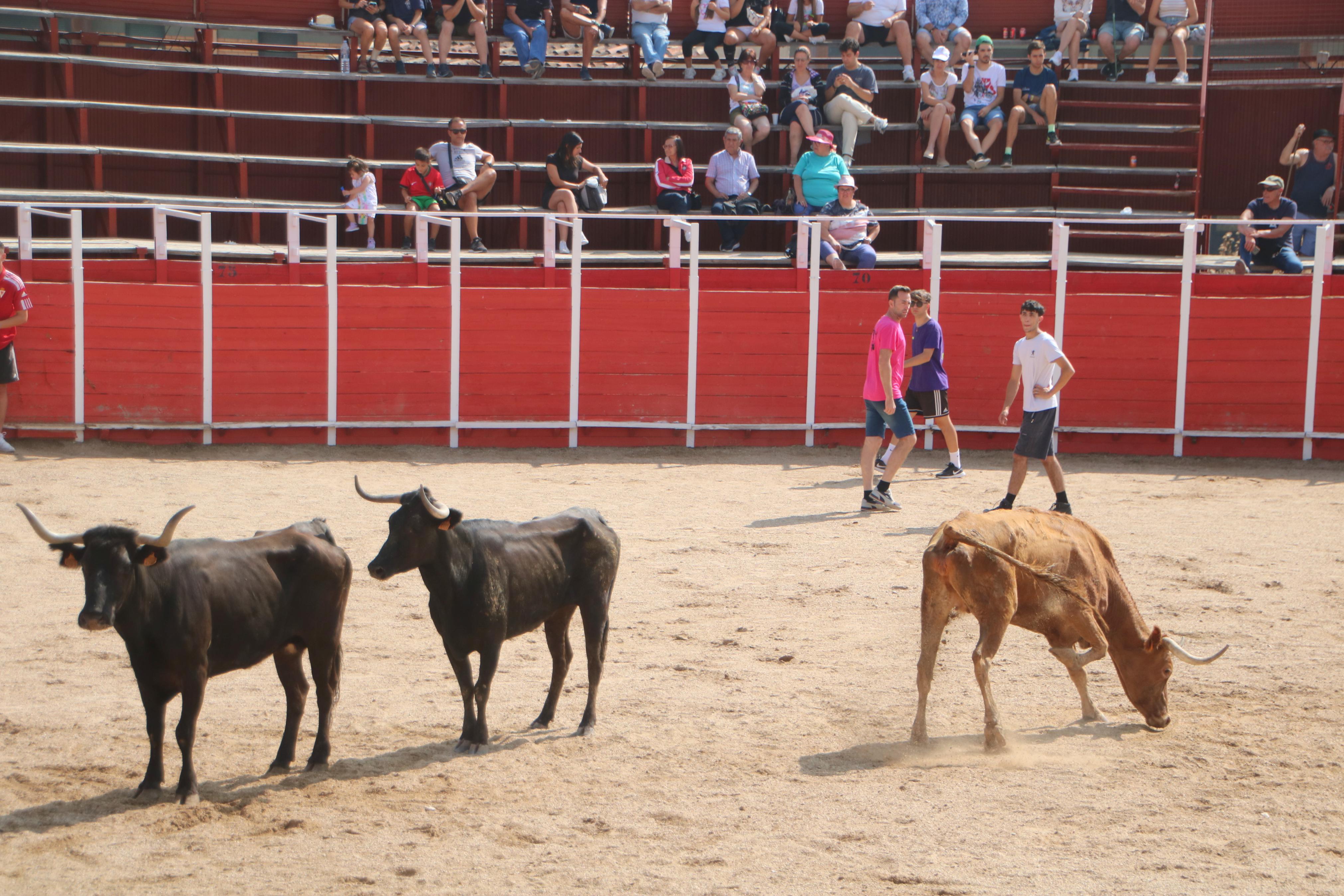 Dueñas celebra sus encierros tradicionales