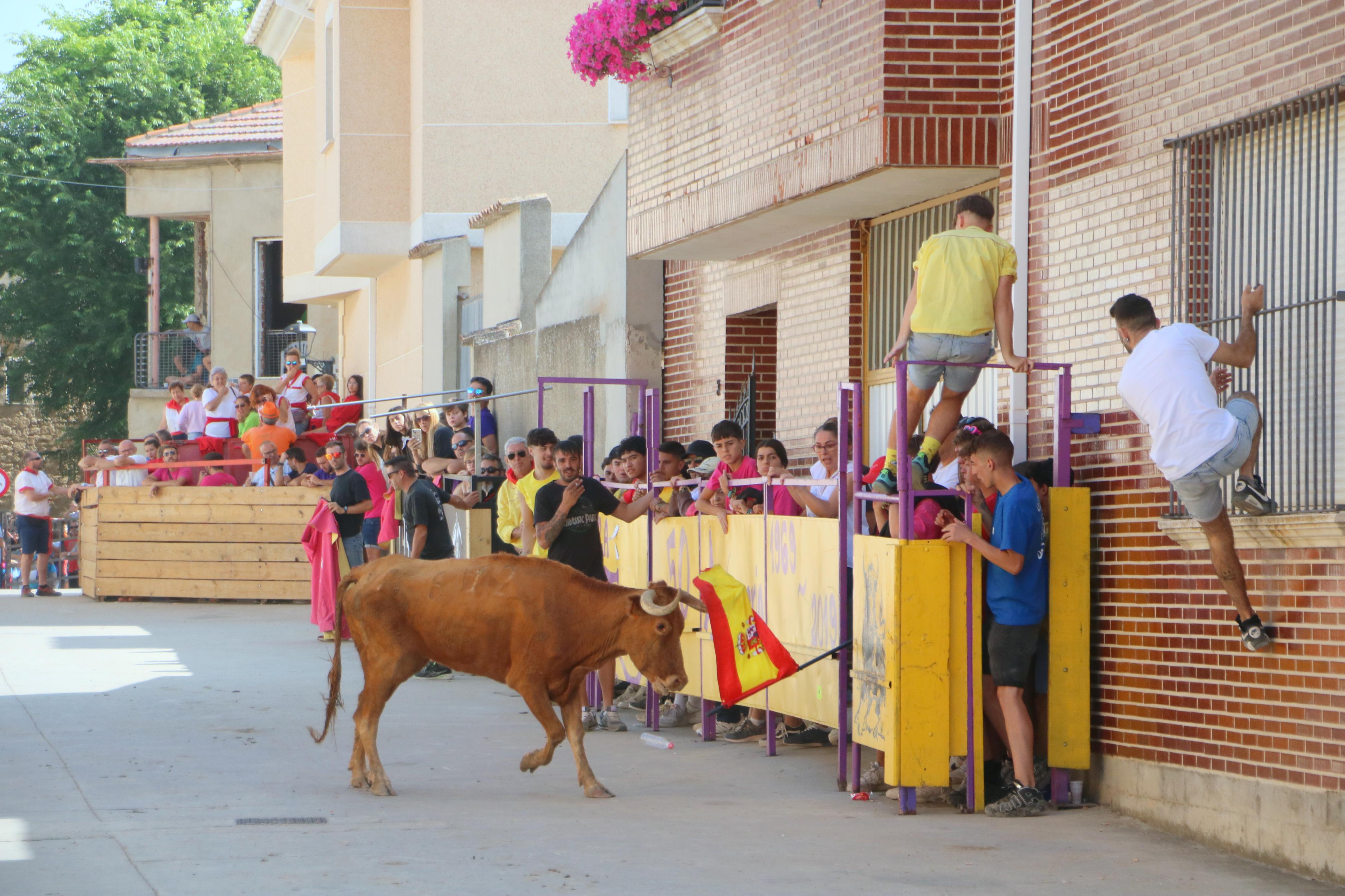 Dueñas celebra sus encierros tradicionales