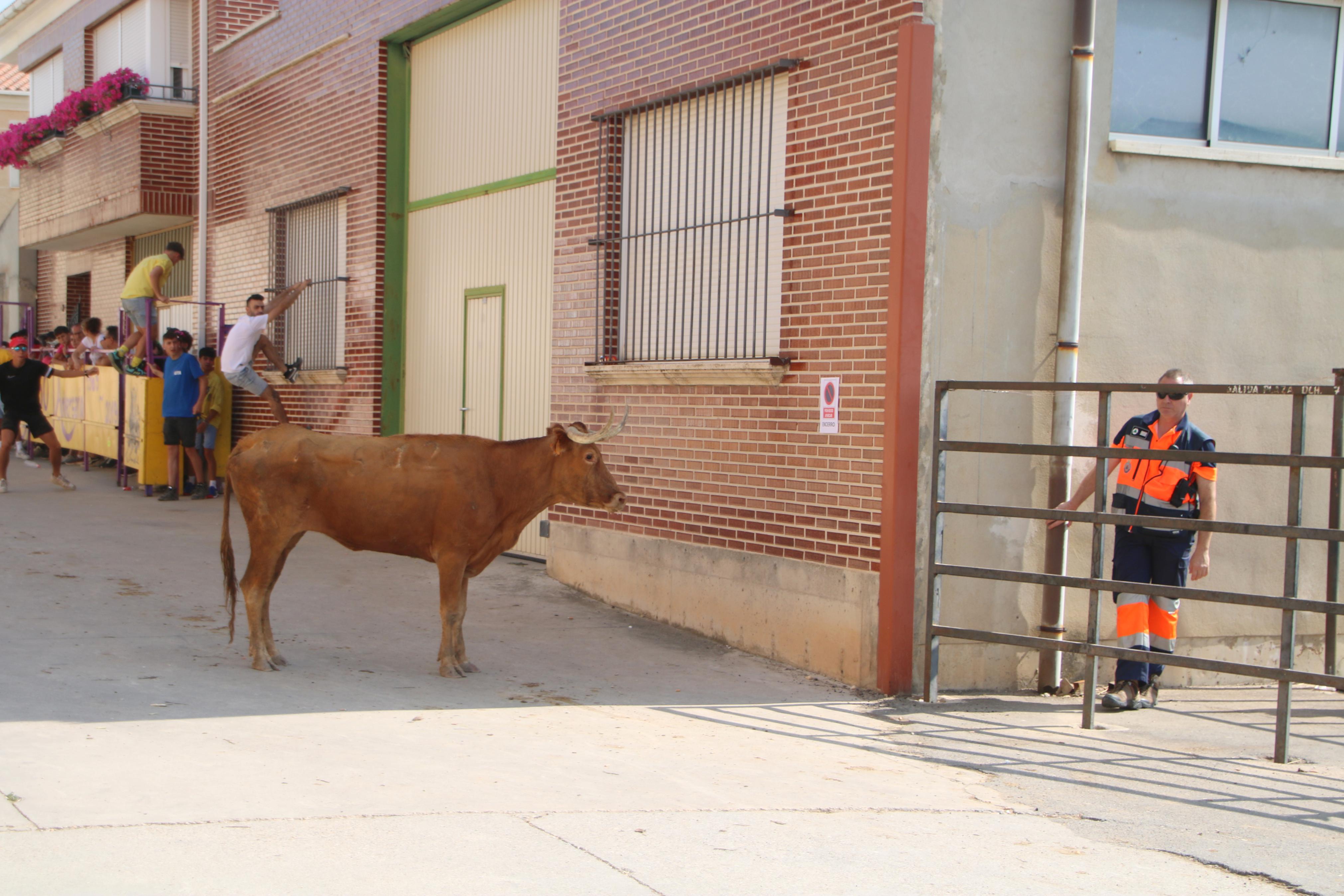 Dueñas celebra sus encierros tradicionales