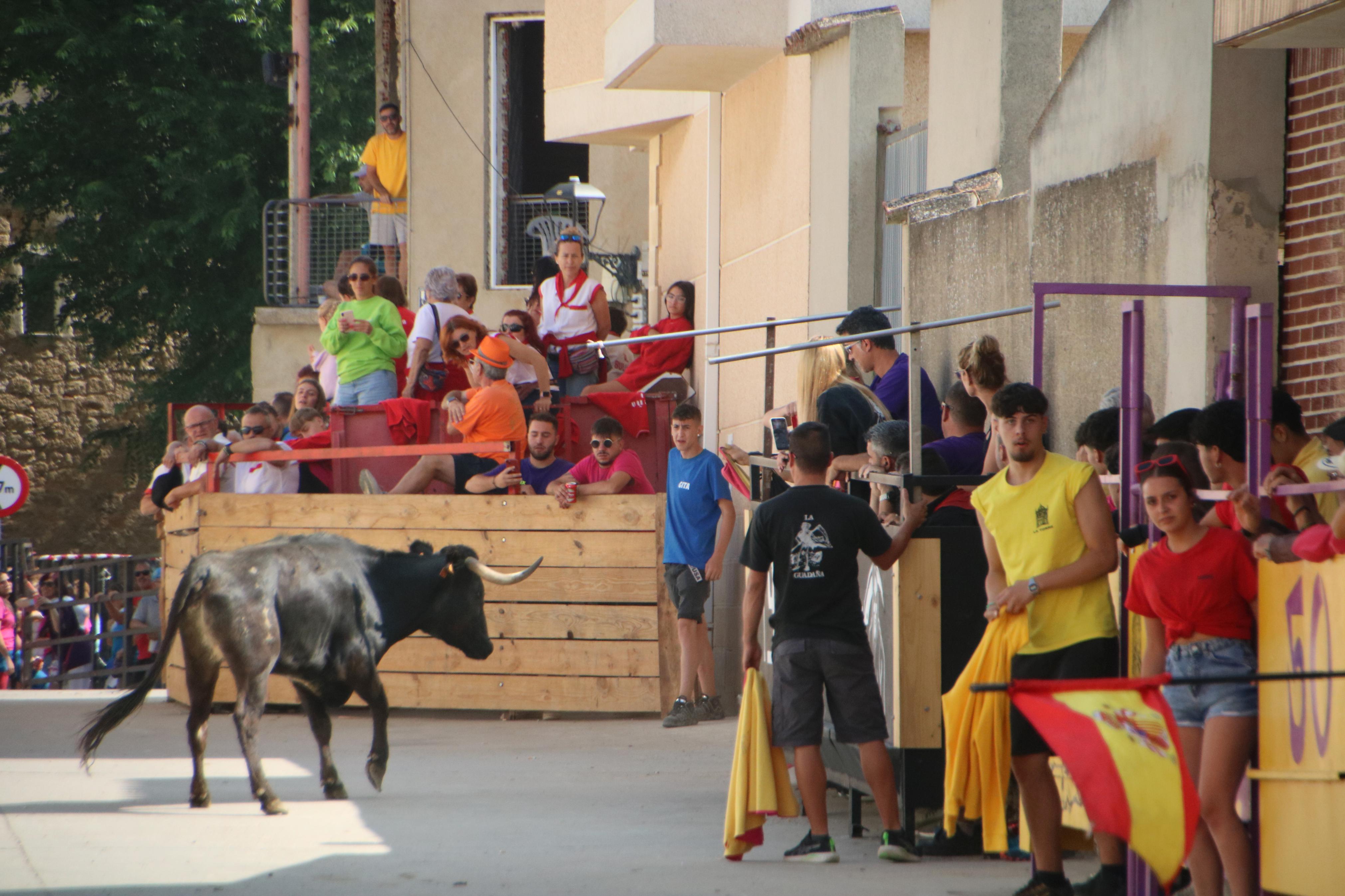 Dueñas celebra sus encierros tradicionales