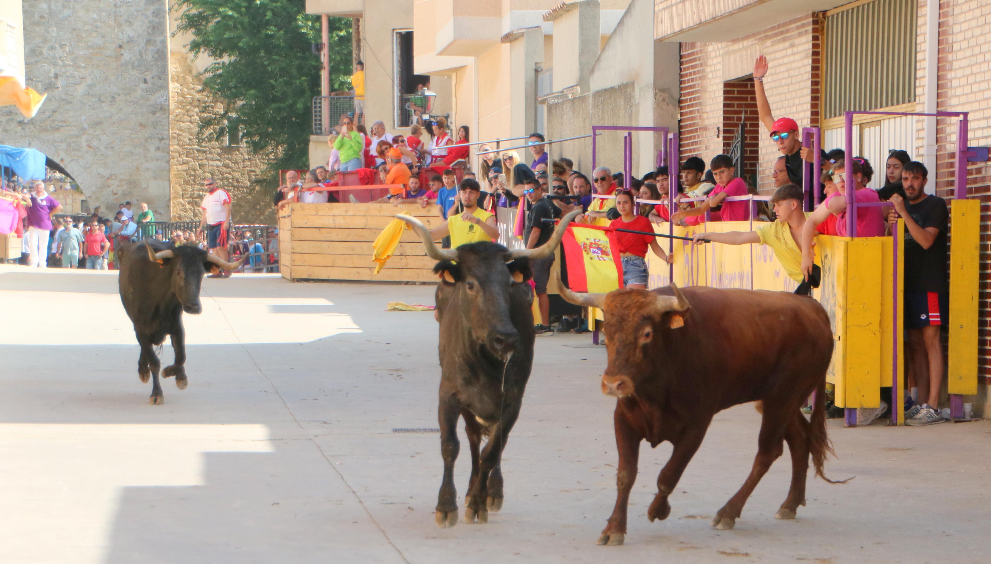 Dueñas celebra sus encierros tradicionales
