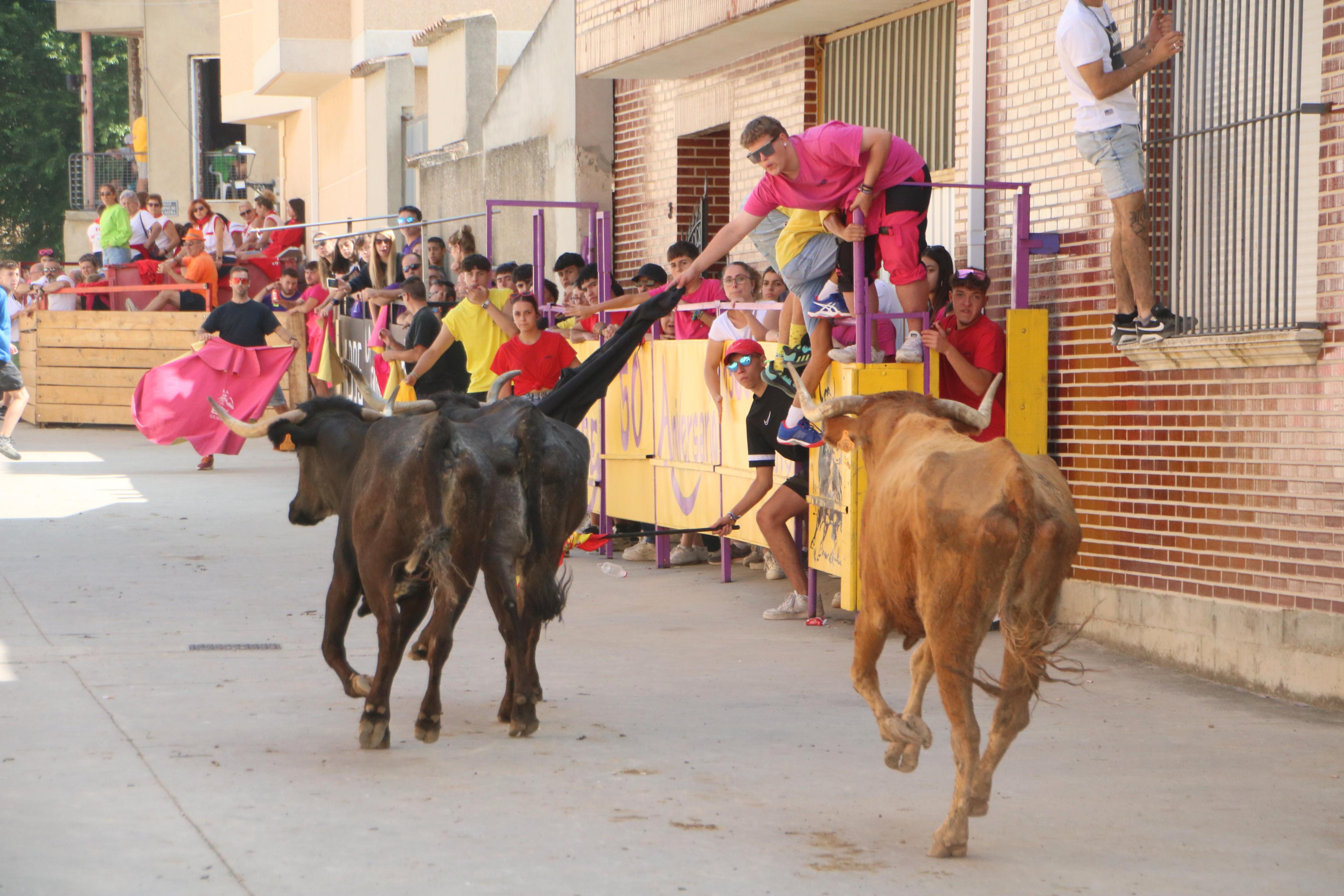 Dueñas celebra sus encierros tradicionales