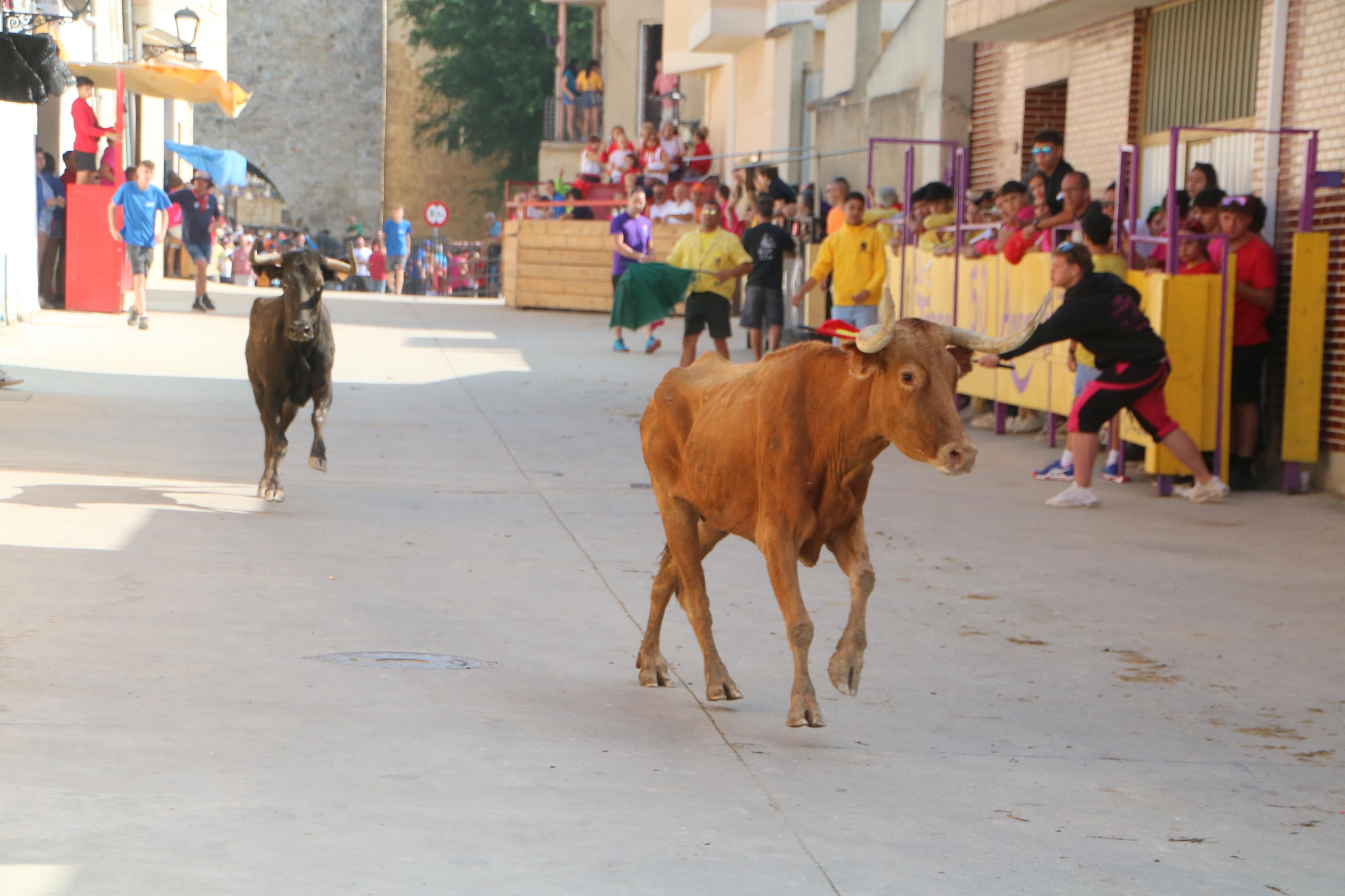 Dueñas celebra sus encierros tradicionales