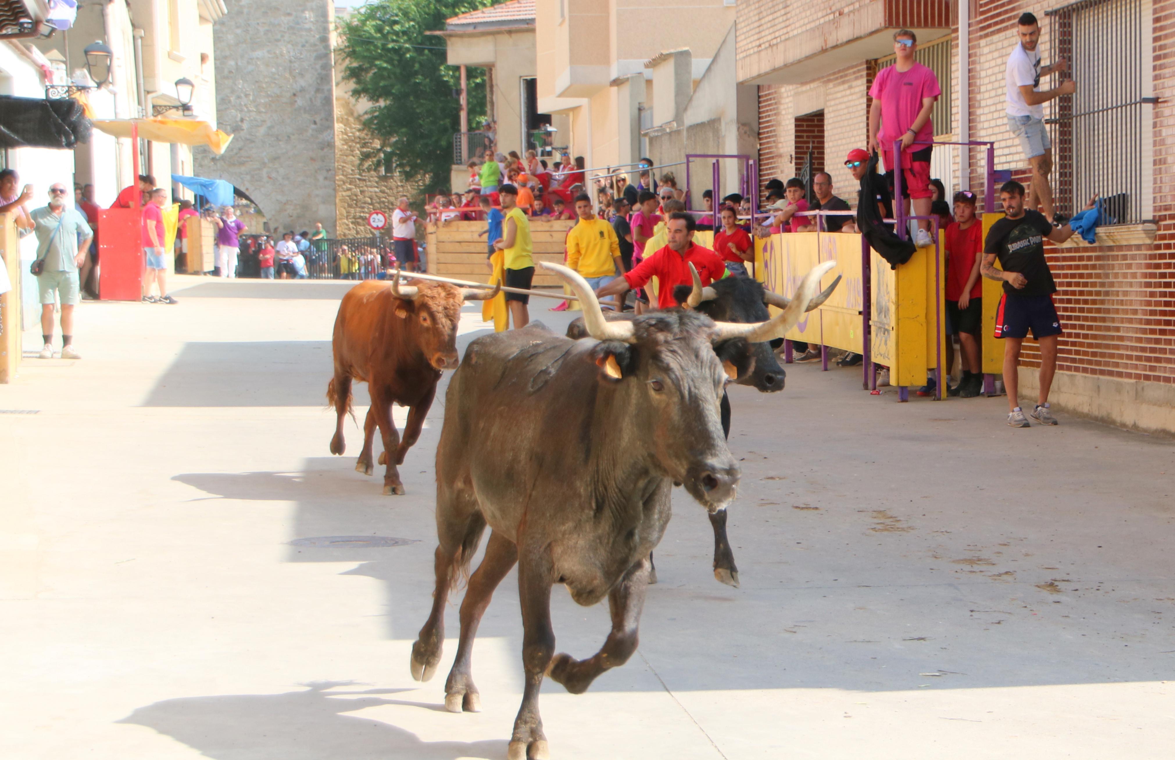 Dueñas celebra sus encierros tradicionales