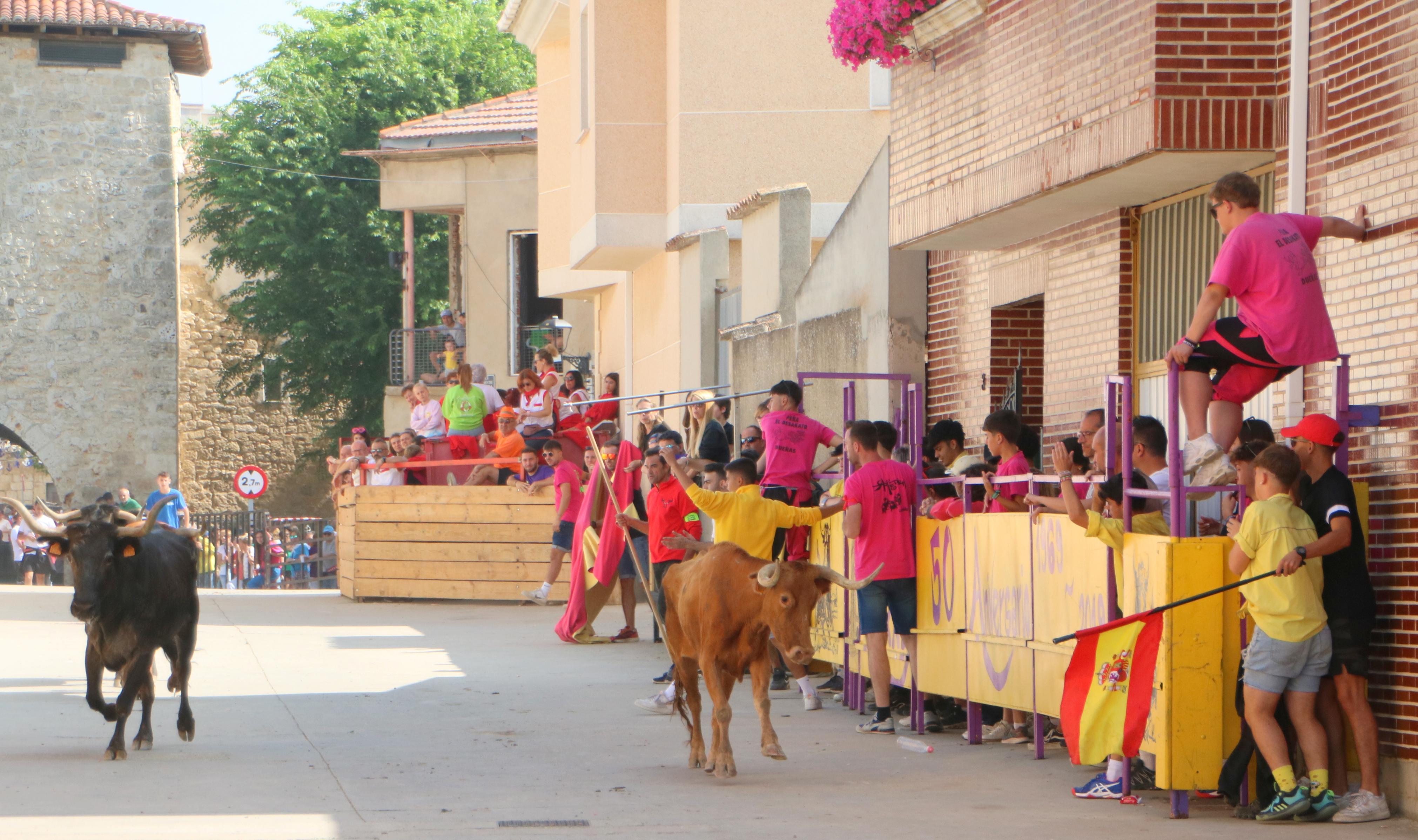 Dueñas celebra sus encierros tradicionales
