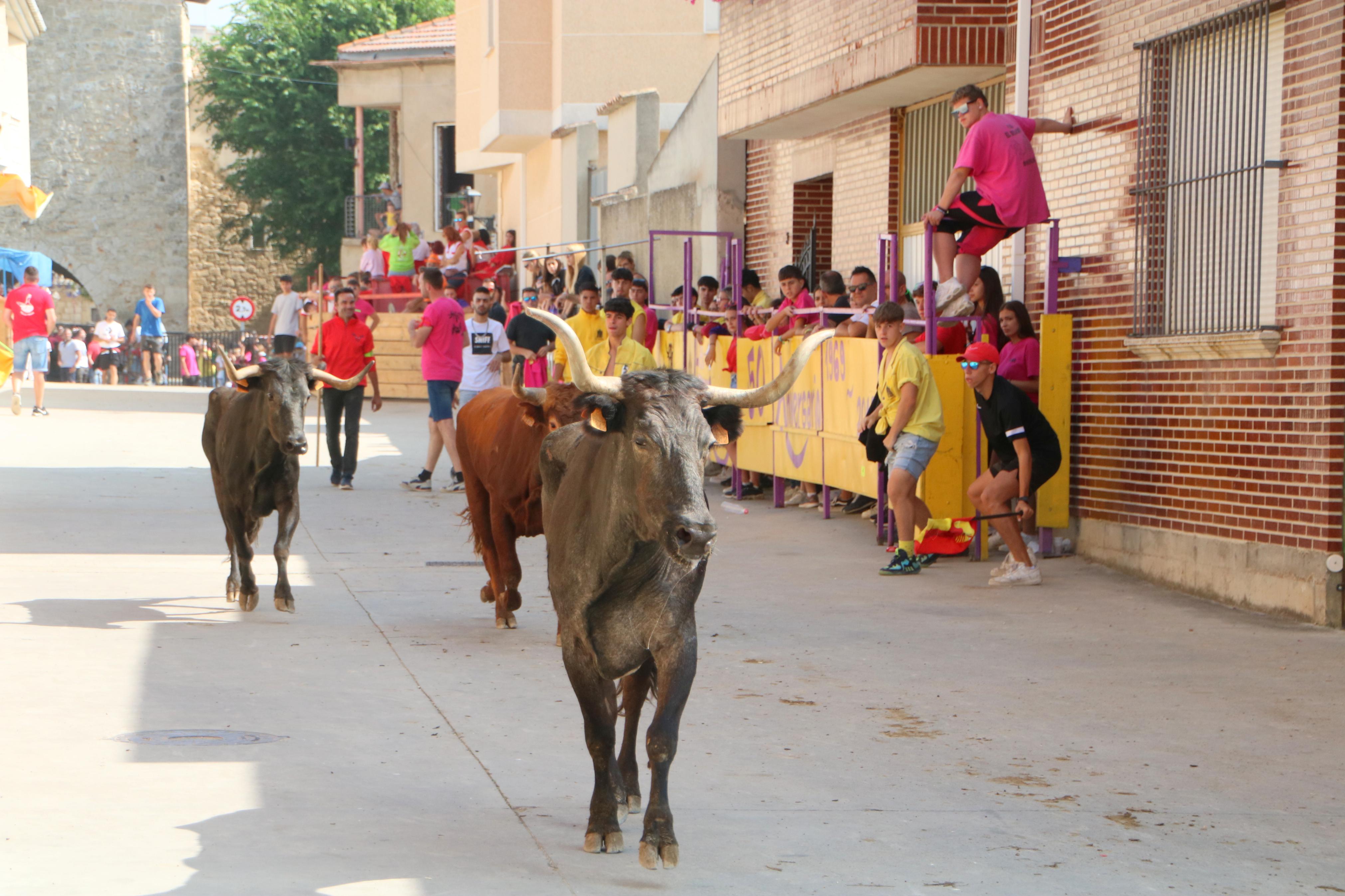 Dueñas celebra sus encierros tradicionales