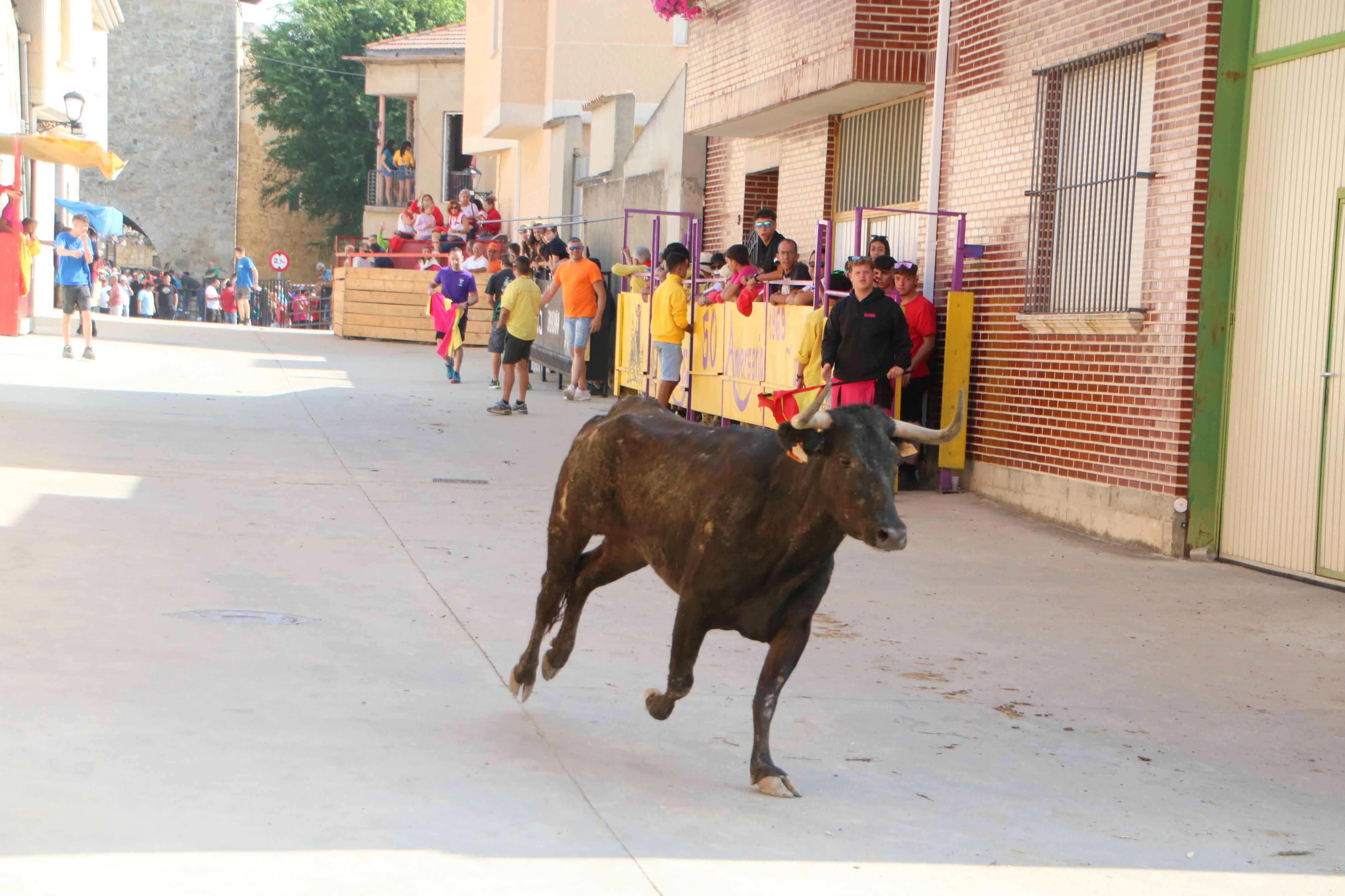 Dueñas celebra sus encierros tradicionales