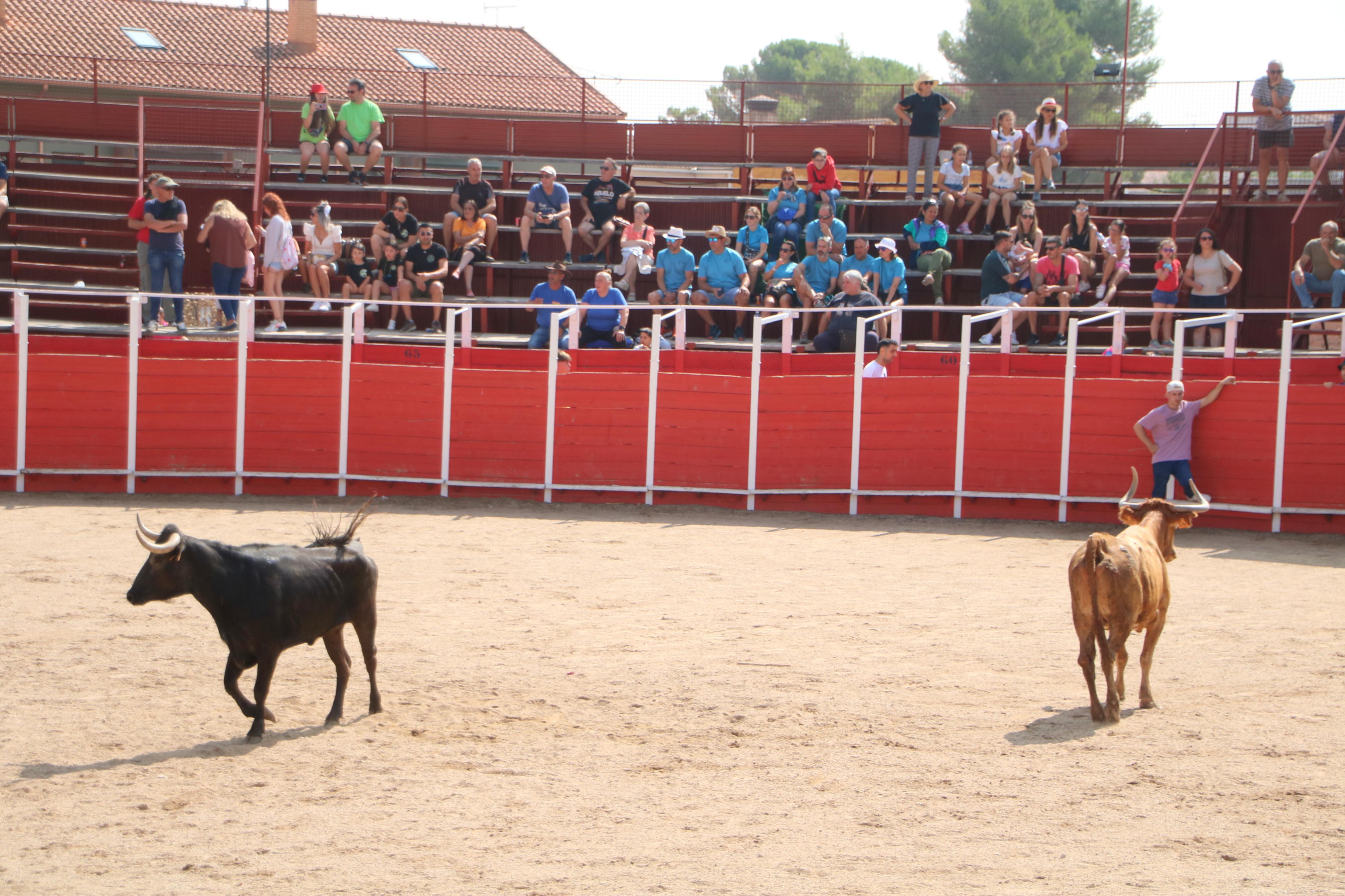 Dueñas celebra sus encierros tradicionales