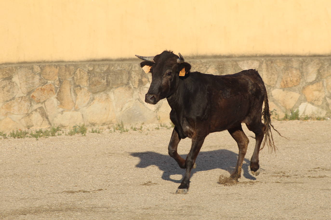 Emilio de Justo celebra una tienta antes de enfrentarse a seis toros en Valladolid