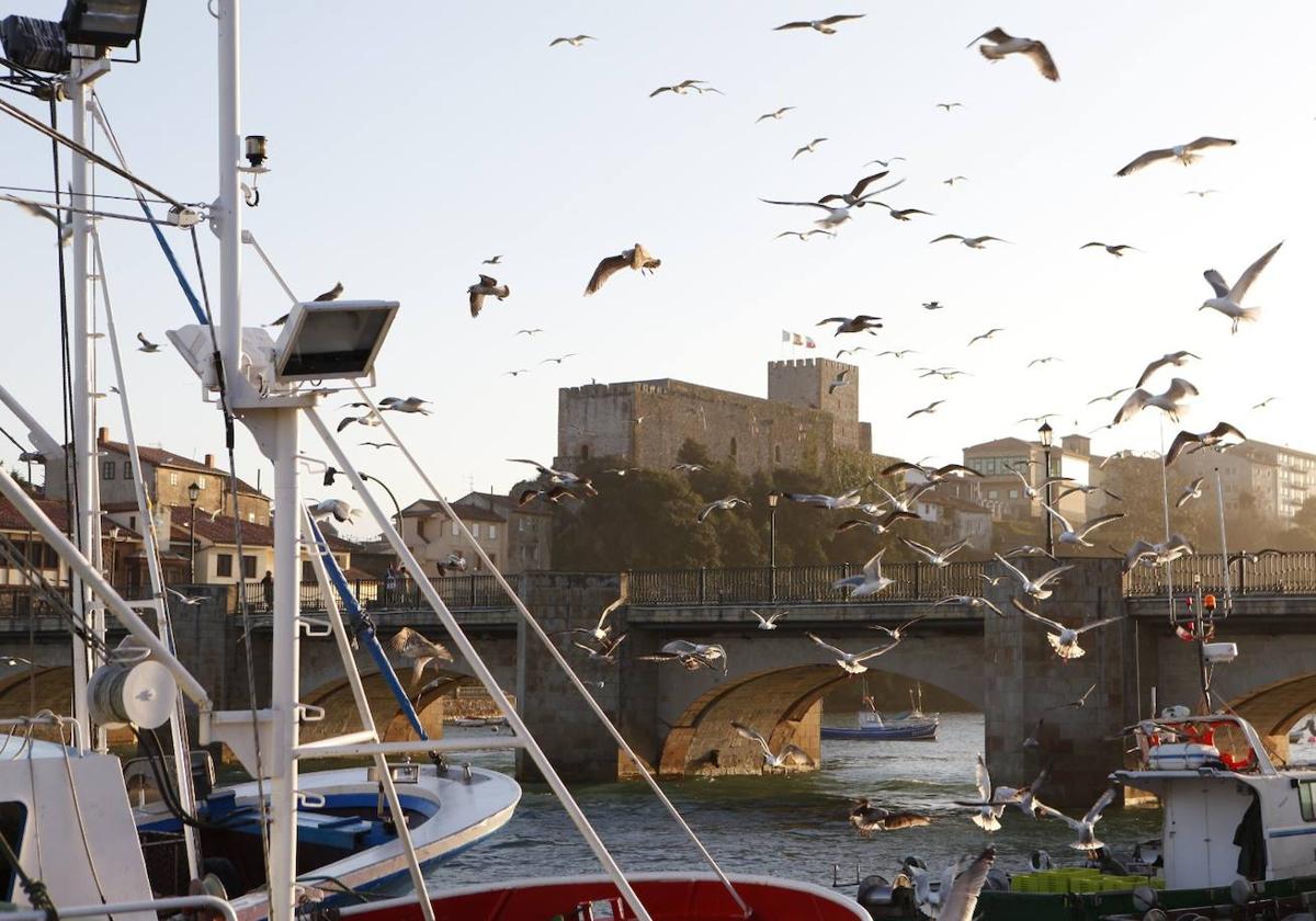 Gaviotas en un puerto.