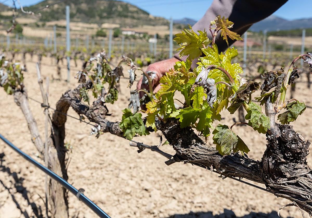 Imagen de archivo de un viñedo dañado por las heladas.