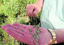 Un agricultor muestra un cultivo de quinoa.