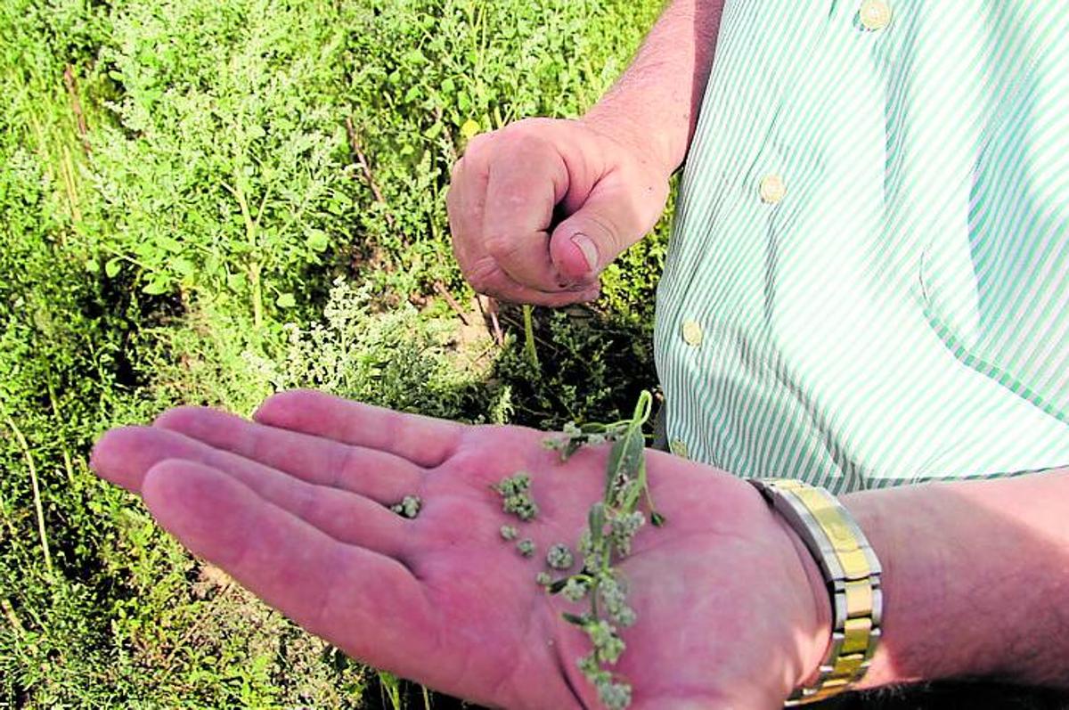 Un agricultor muestra un cultivo de quinoa.