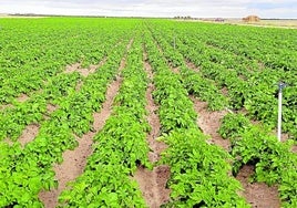 Una parcela destinada al cultivo de patatas en la región.