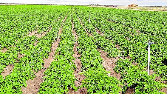 Las autoridades tratan de evitar la entrada de plagas vegetales por viajes turísticos a terceros países