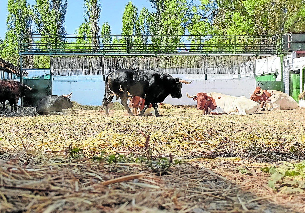 Toros de la ganadería Arauz de Robles, en los corrales del Cega, a la espera del primer encierro.