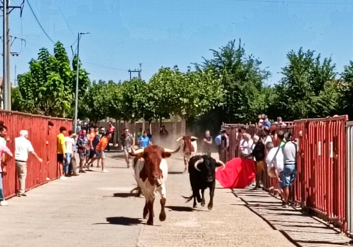 Serrada cierra sus Fiestas de los Novillos con un encierro movido