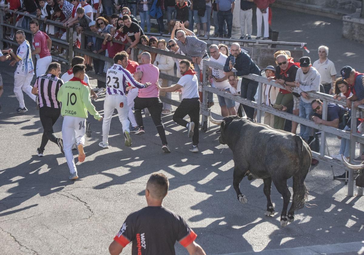 El segundo encierro de Cuéllar, en imágenes (2 de 3)